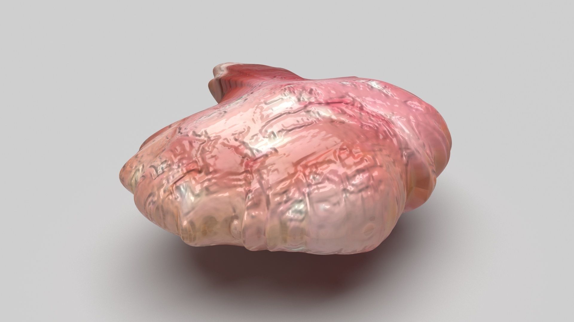 Chicken Brain 3D model_2