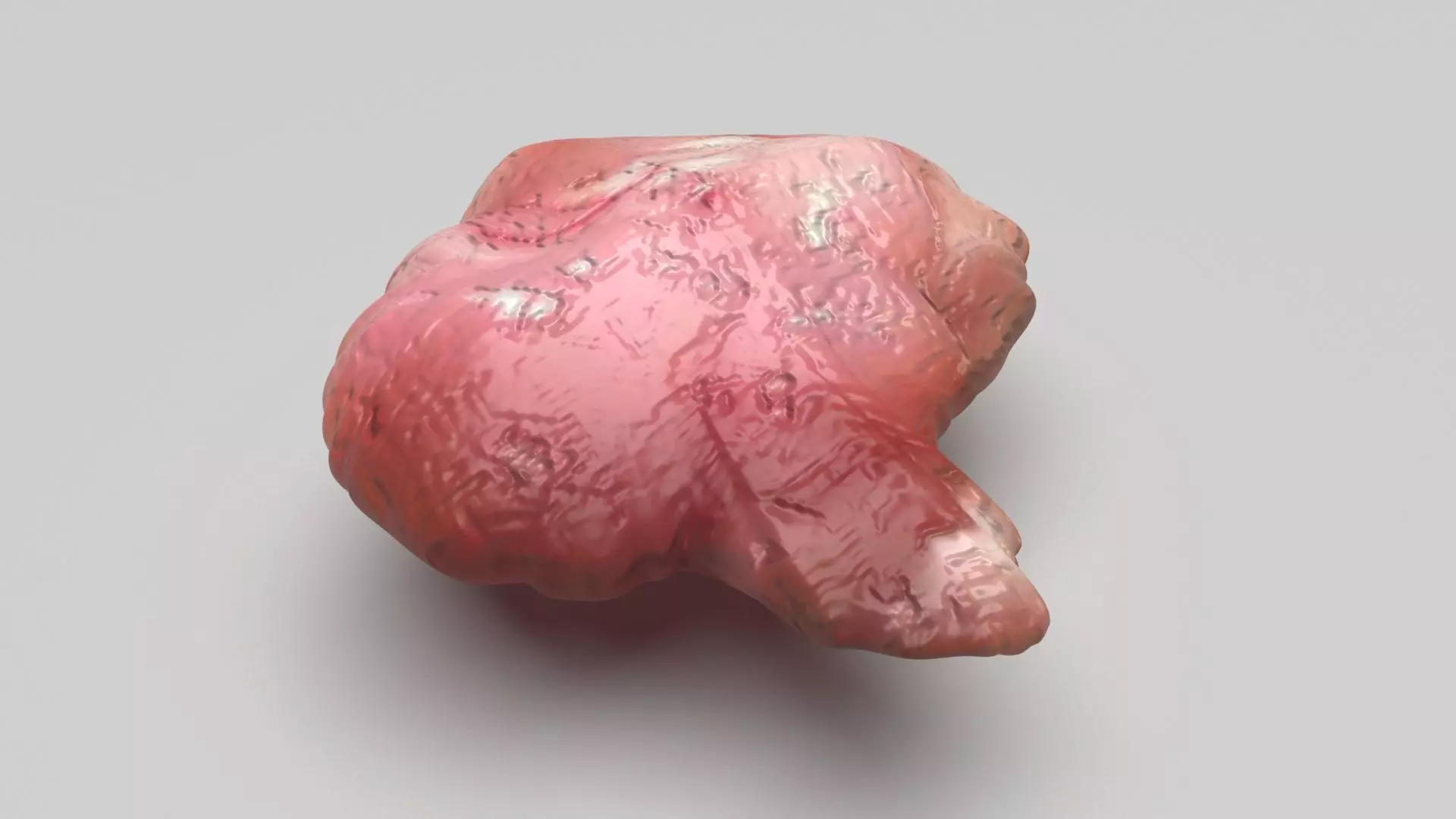 Chicken Brain 3D model_0