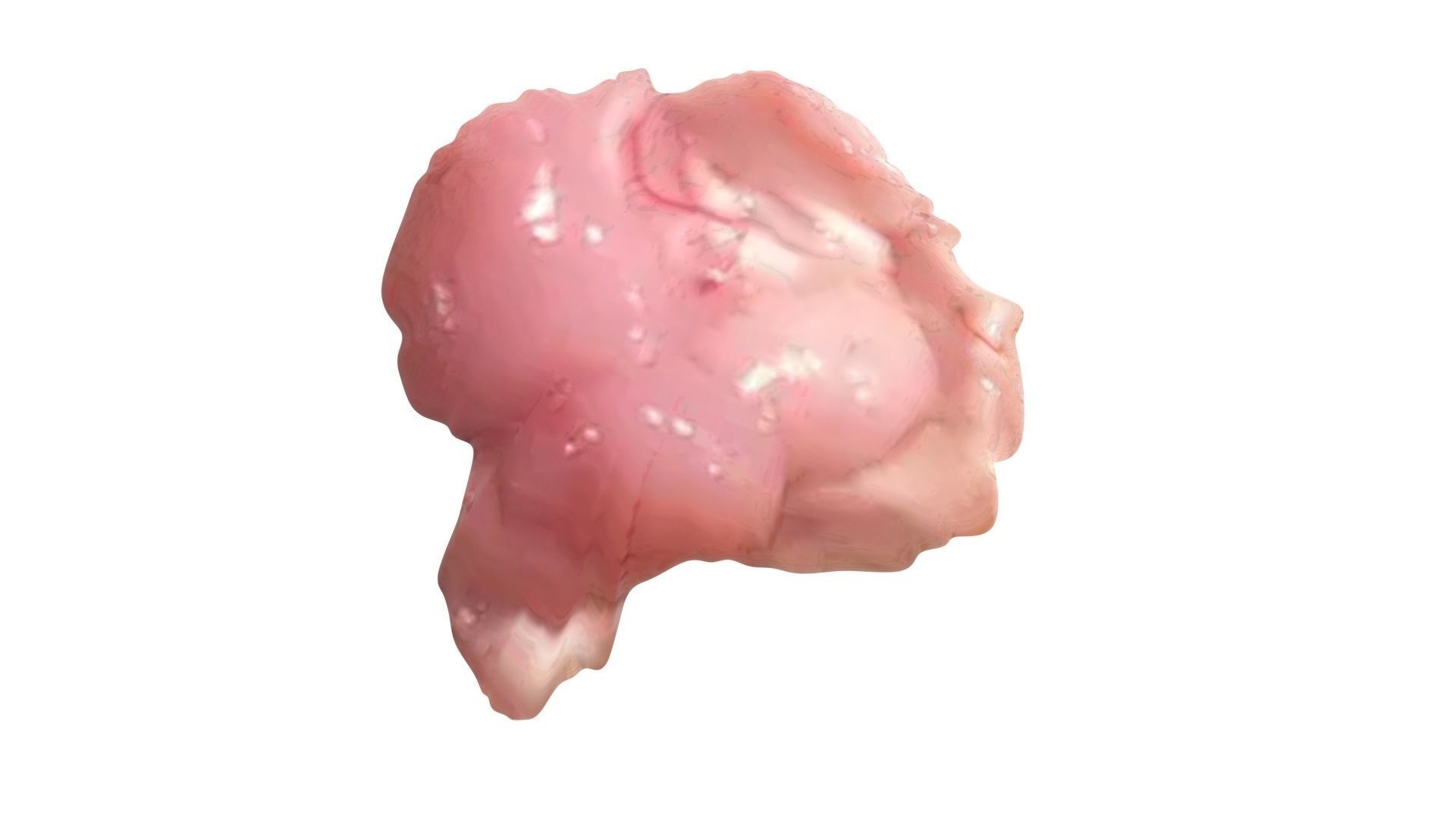 Chicken Brain 3D model_8