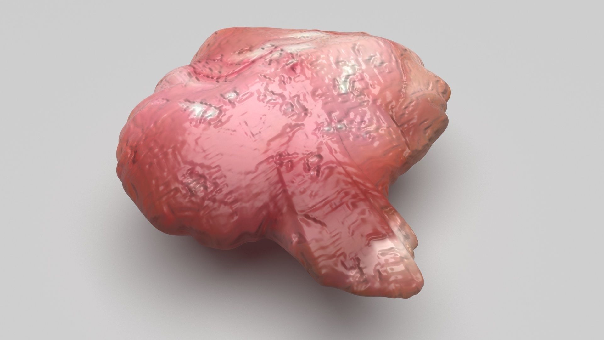 Chicken Brain 3D model_4