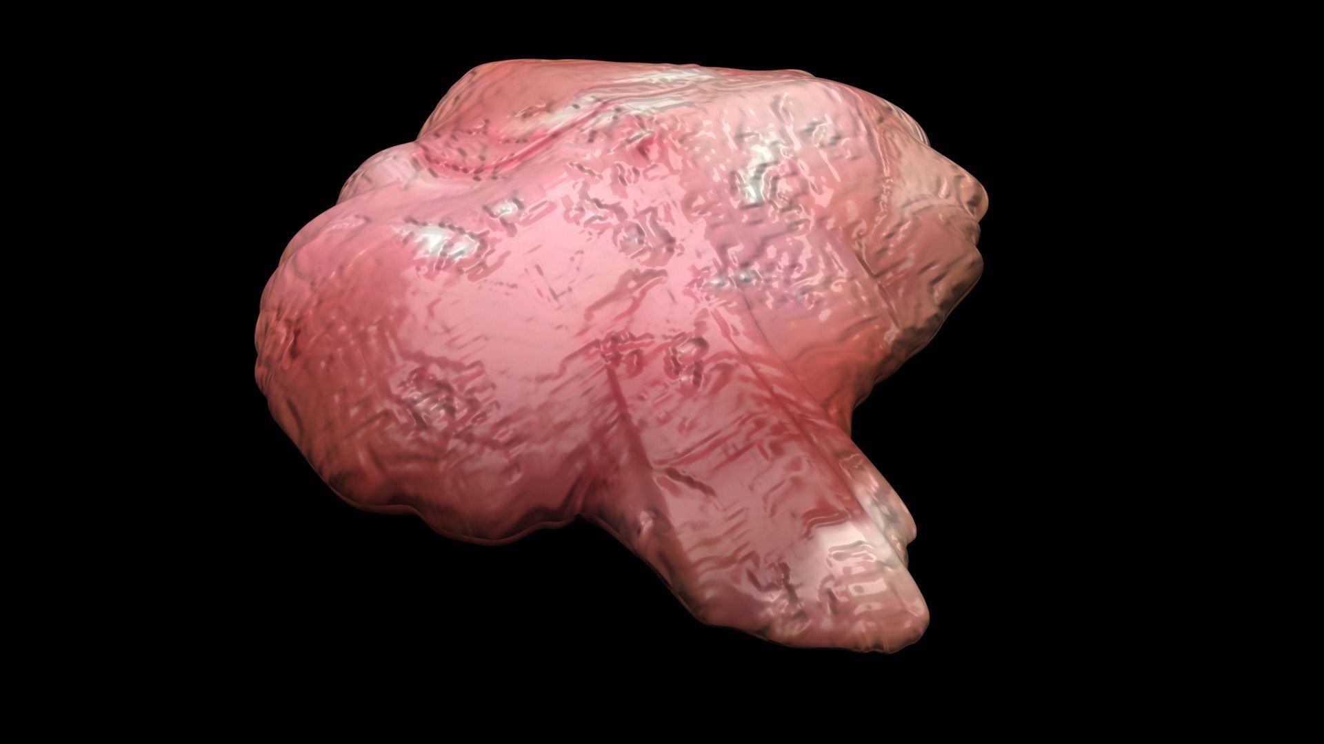Chicken Brain 3D model_6