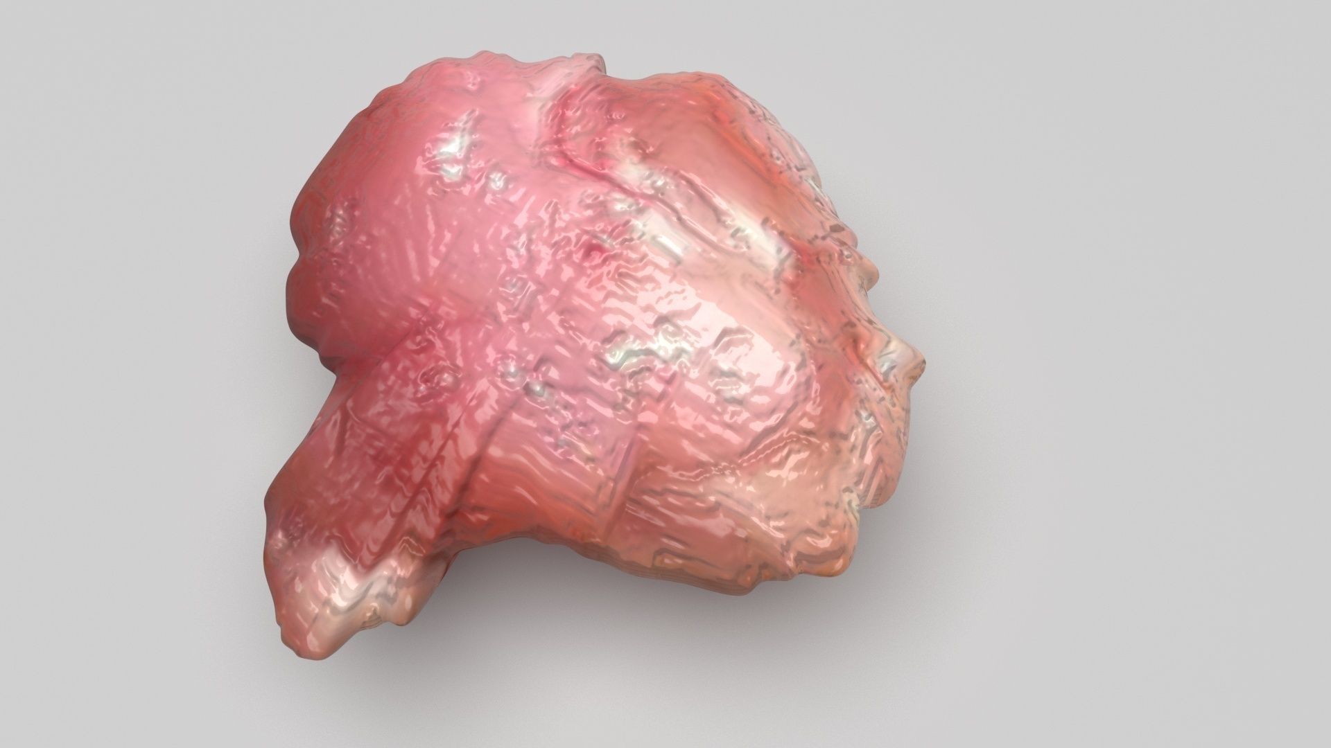Chicken Brain 3D model_1