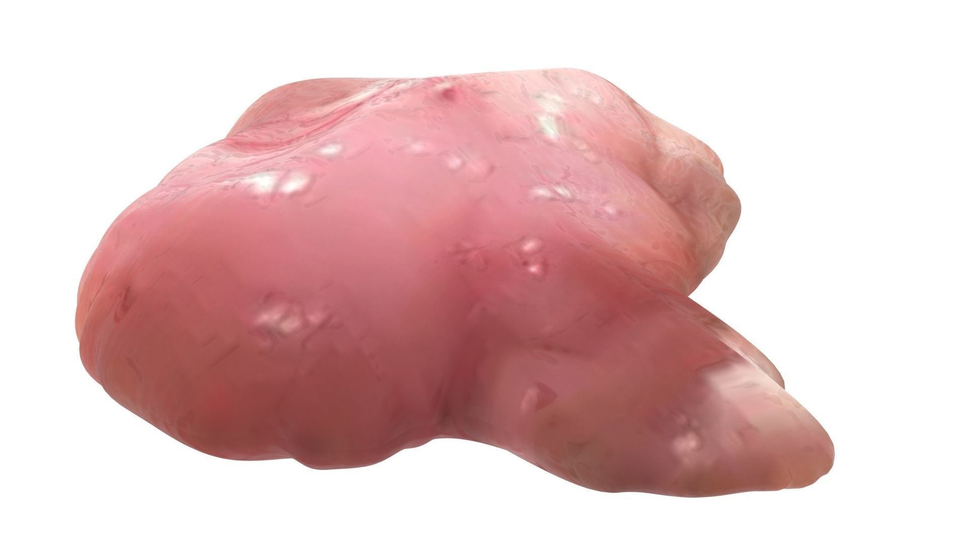 Chicken Brain 3D model_7