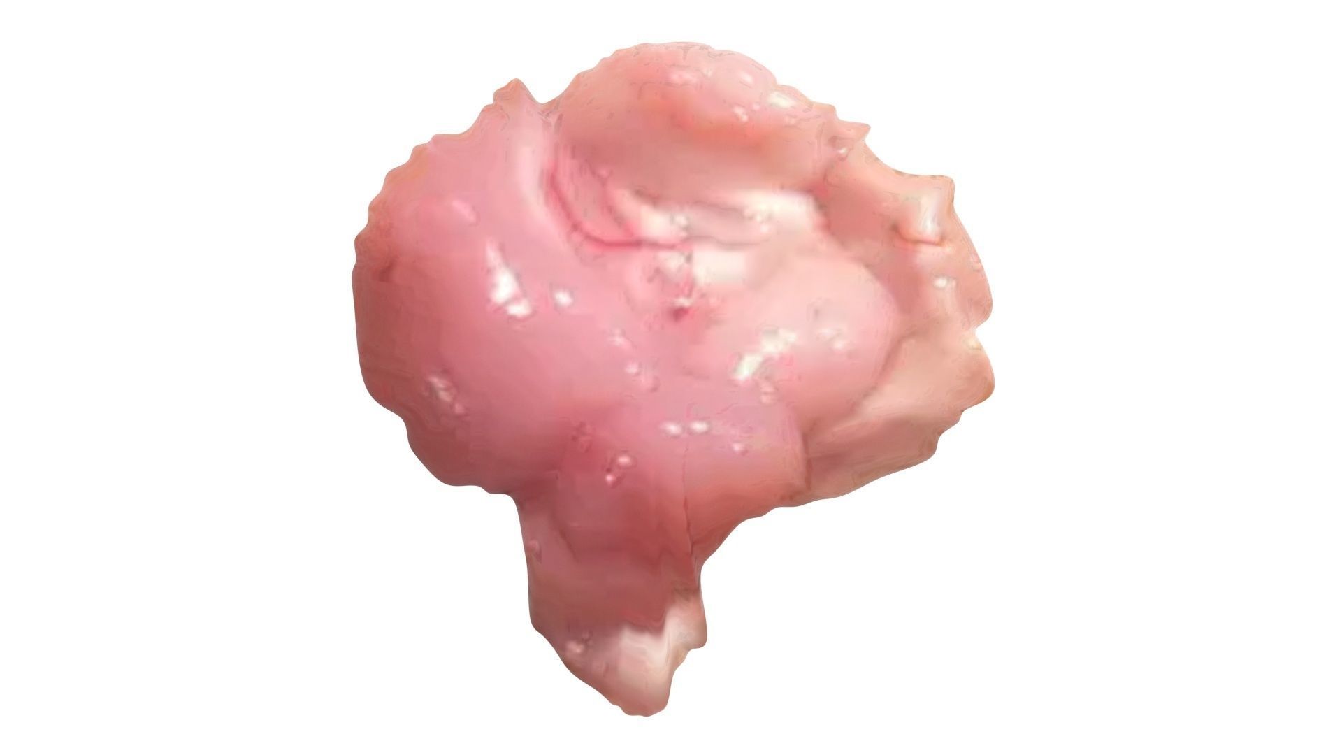 Chicken Brain 3D model_12