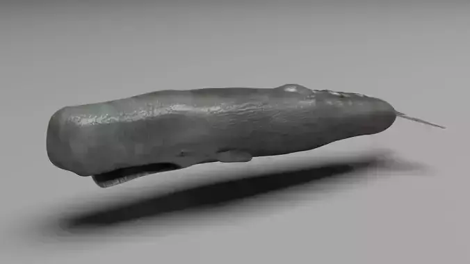 Sperm Whale 3D model