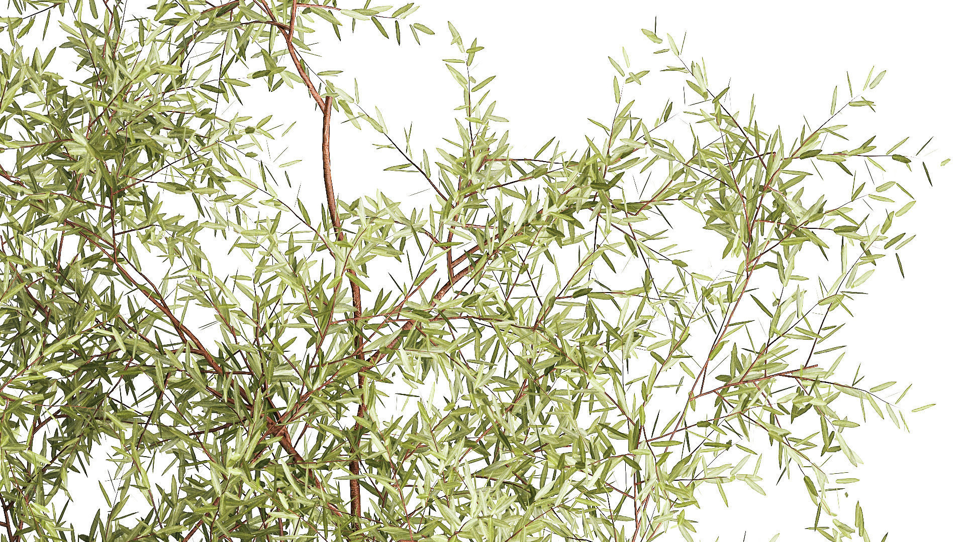 Beautiful plants for the garden of thuja pine bonsai bushes  3D model_6