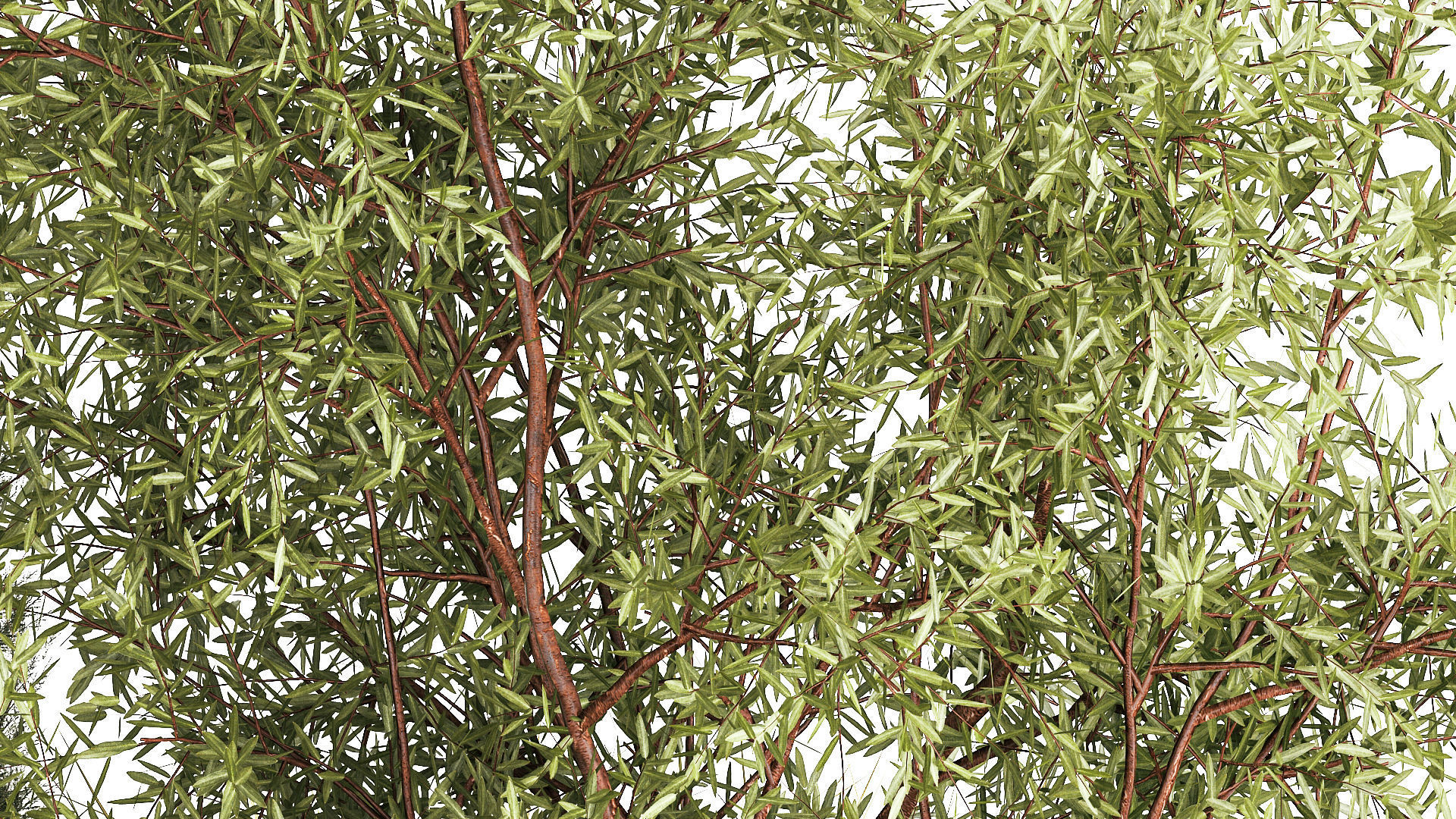 Beautiful plants for the garden of thuja pine bonsai bushes  3D model_5