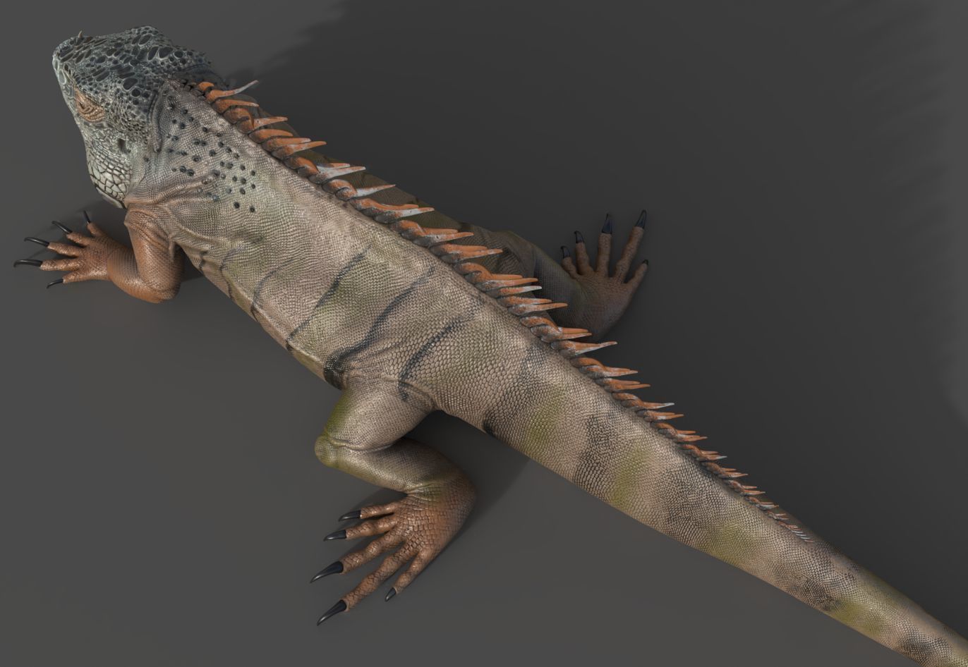 Iguana - reptile 3D print model_2