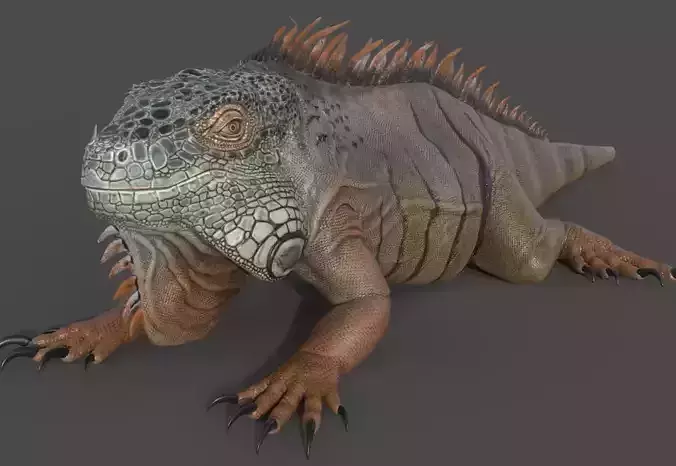 Iguana - reptile