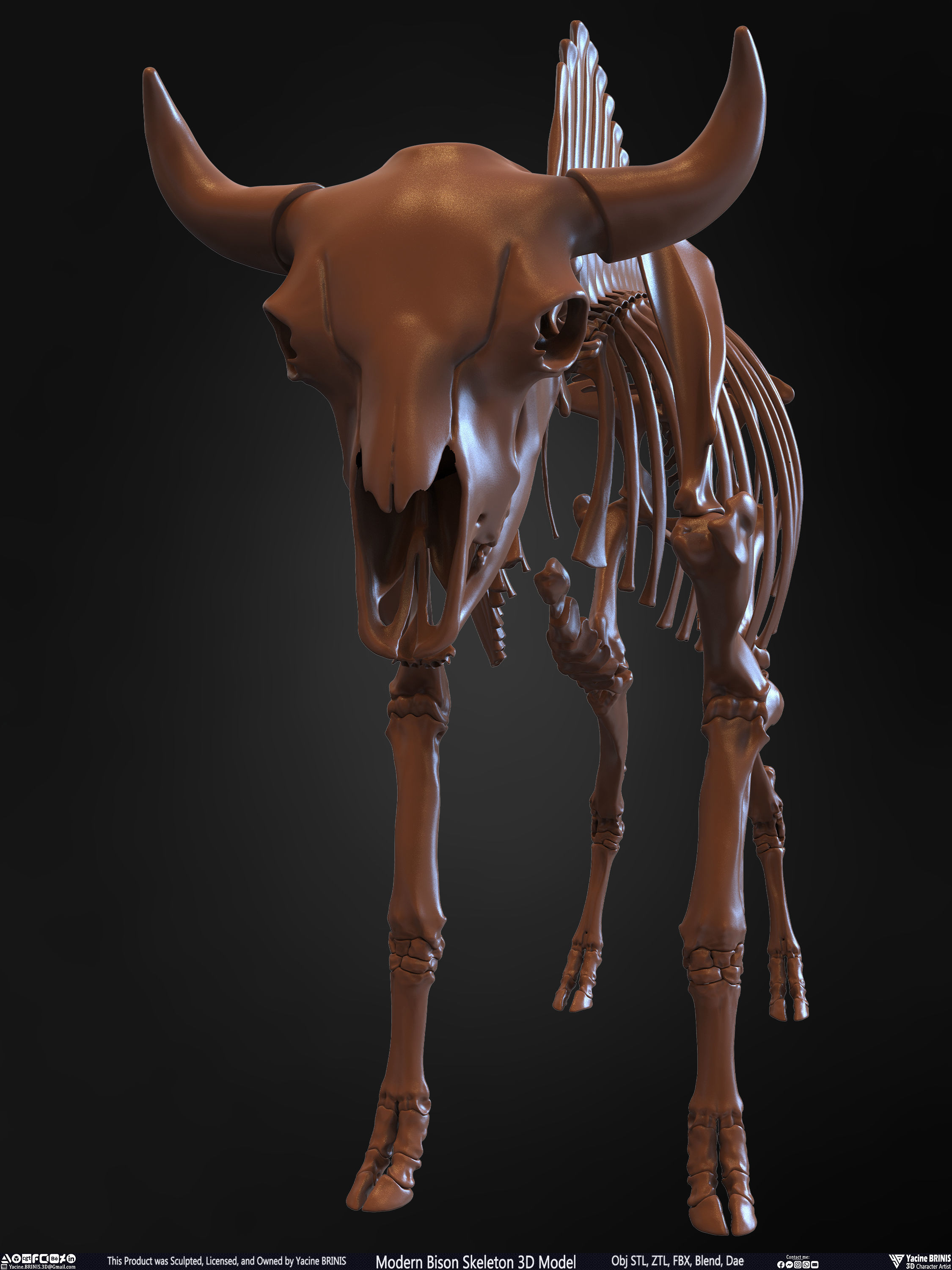 Modern Bison Skeleton 3D Model Low-poly 3D model_6