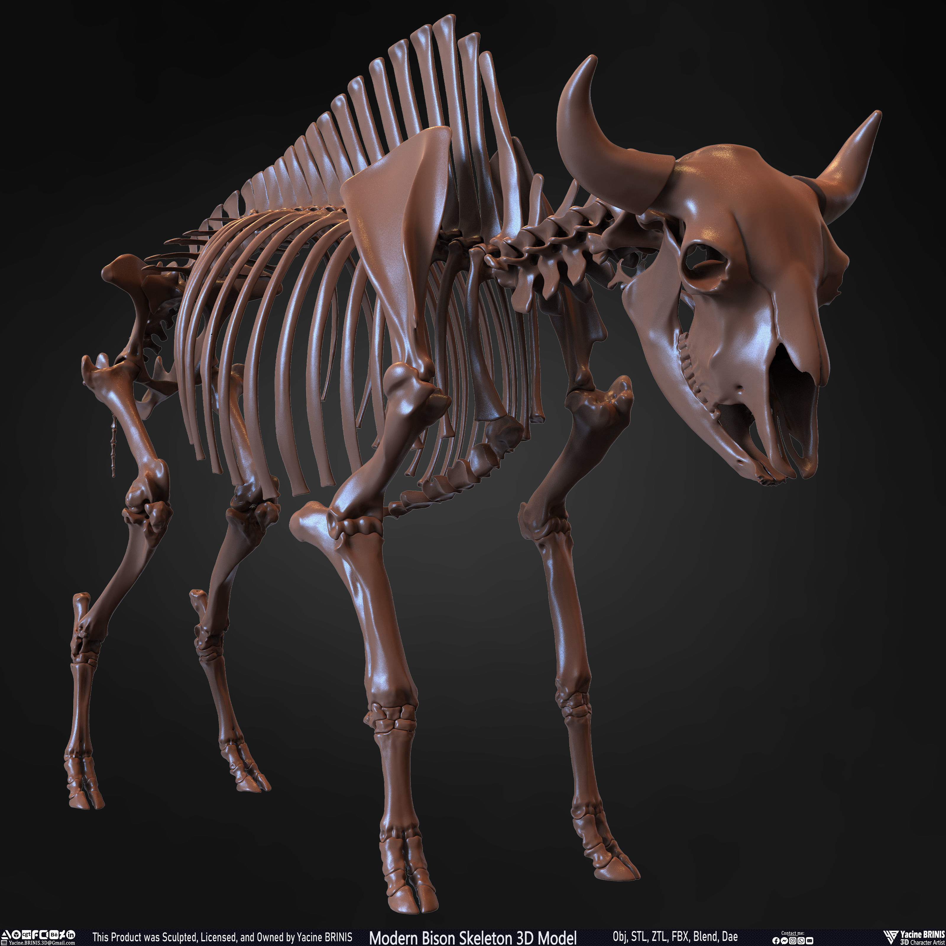 Modern Bison Skeleton 3D Model Low-poly 3D model_11