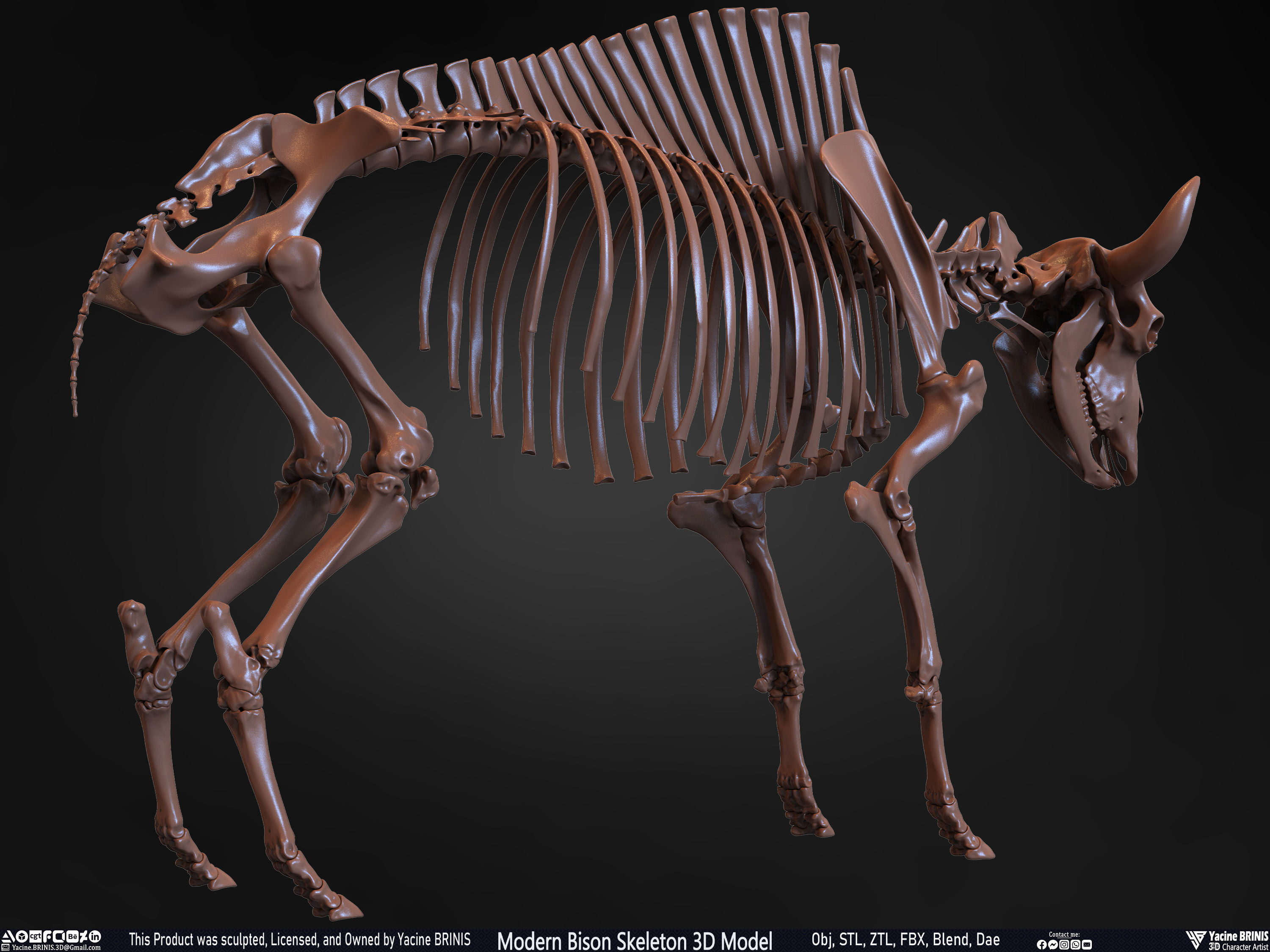 Modern Bison Skeleton 3D Model Low-poly 3D model_32