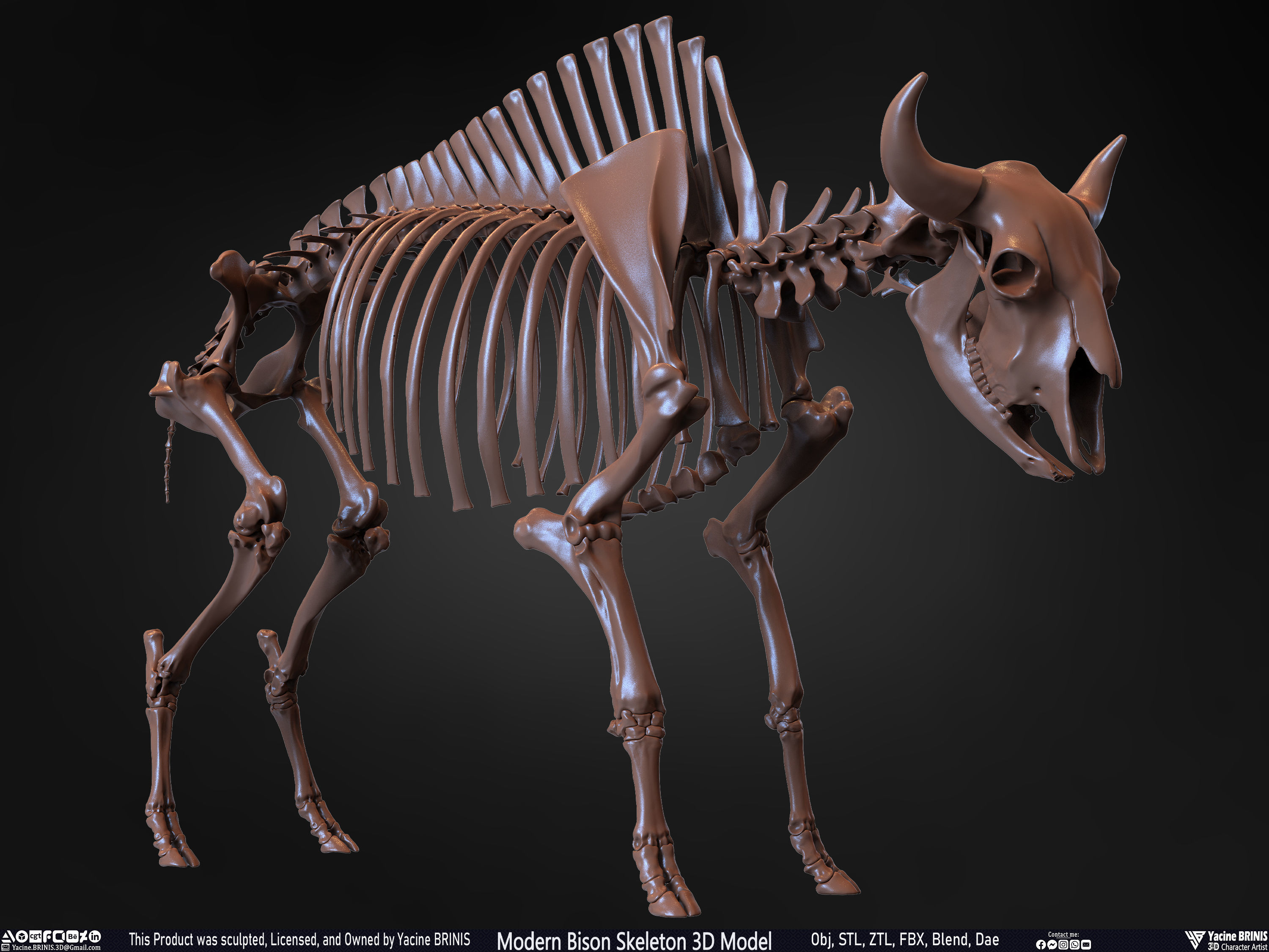 Modern Bison Skeleton 3D Model Low-poly 3D model_34