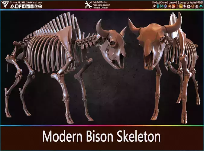 Modern Bison Skeleton 3D Model Low-poly 3D model