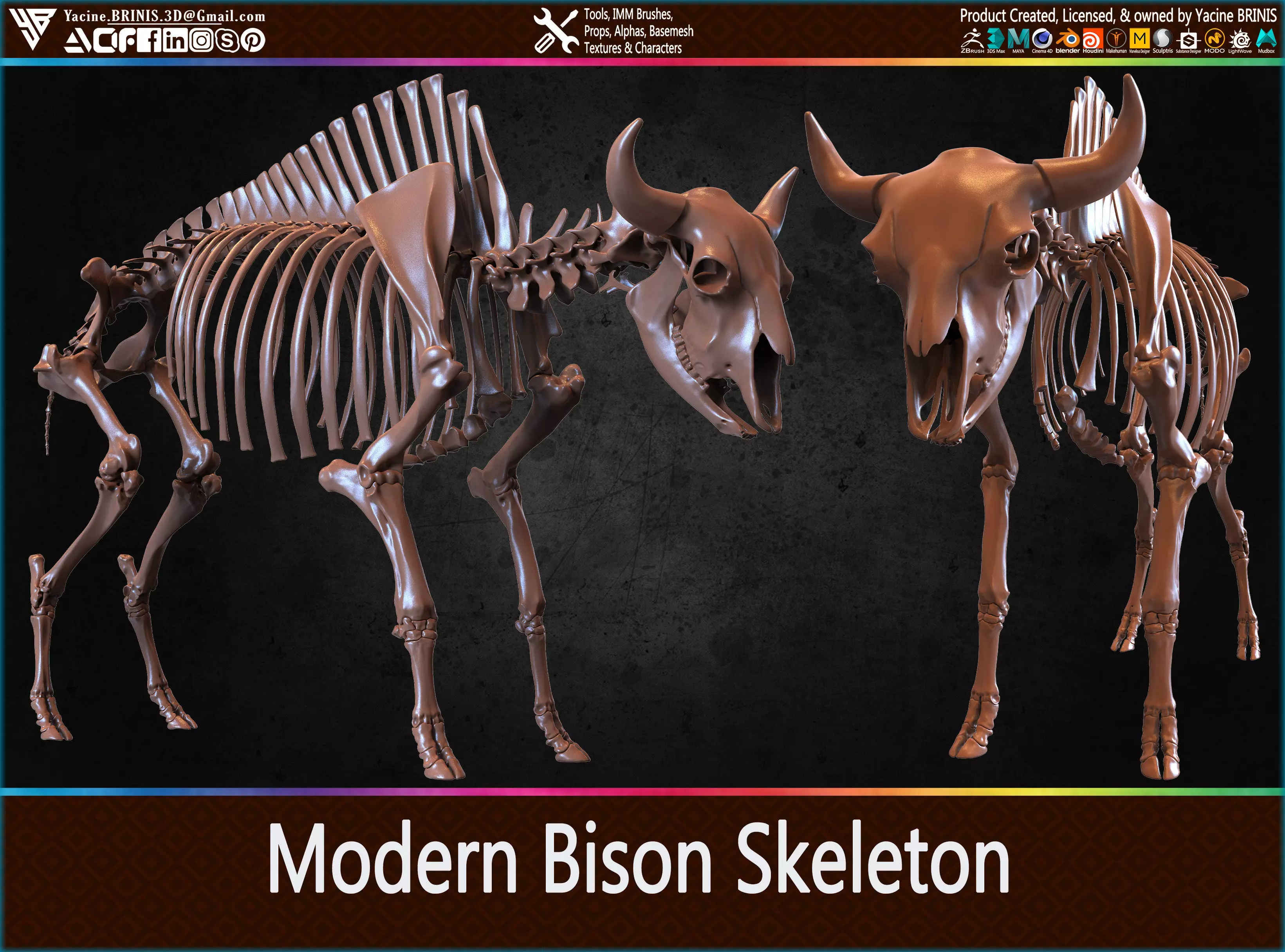 Modern Bison Skeleton 3D Model Low-poly 3D model_0