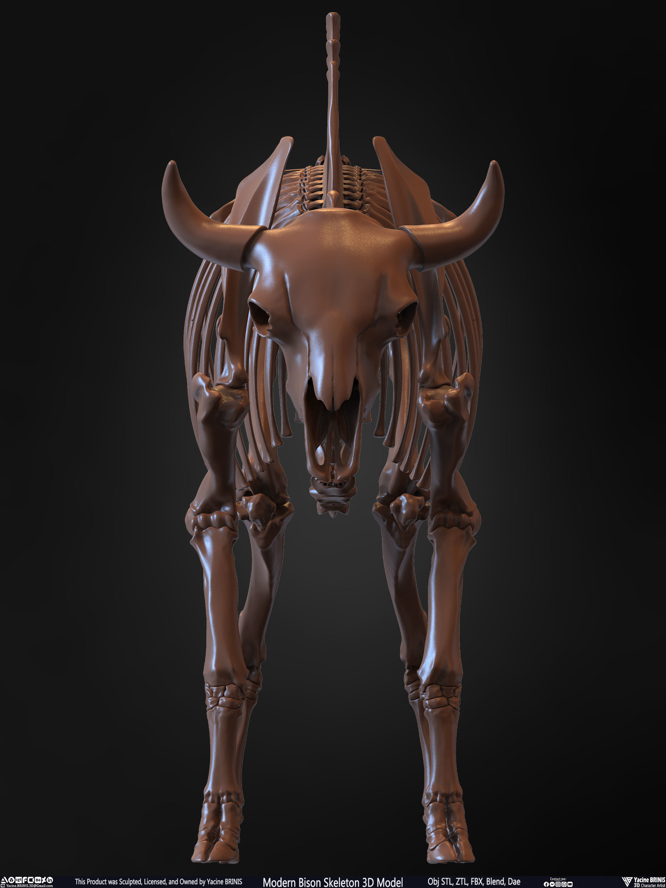 Modern Bison Skeleton 3D Model Low-poly 3D model_5