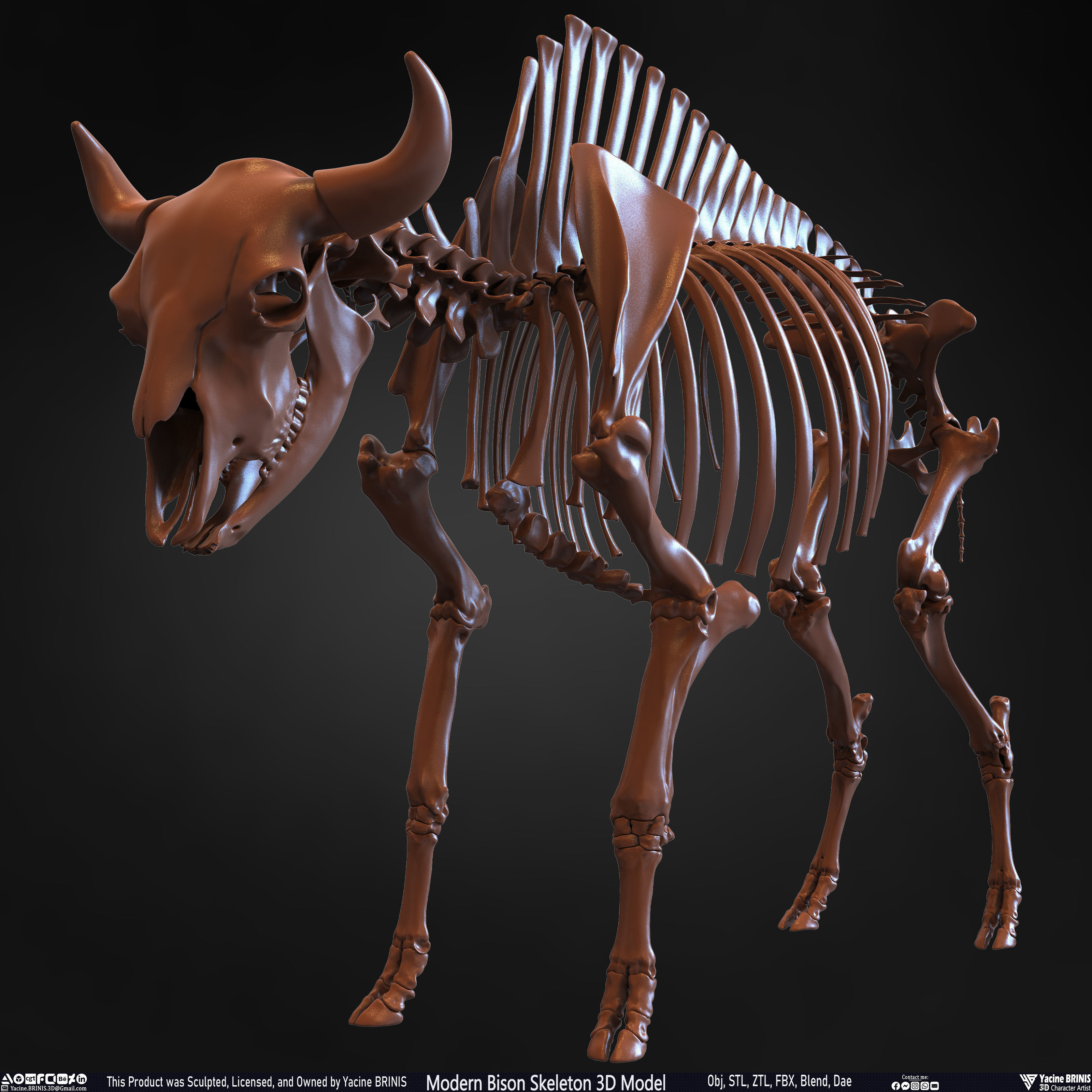Modern Bison Skeleton 3D Model Low-poly 3D model_21