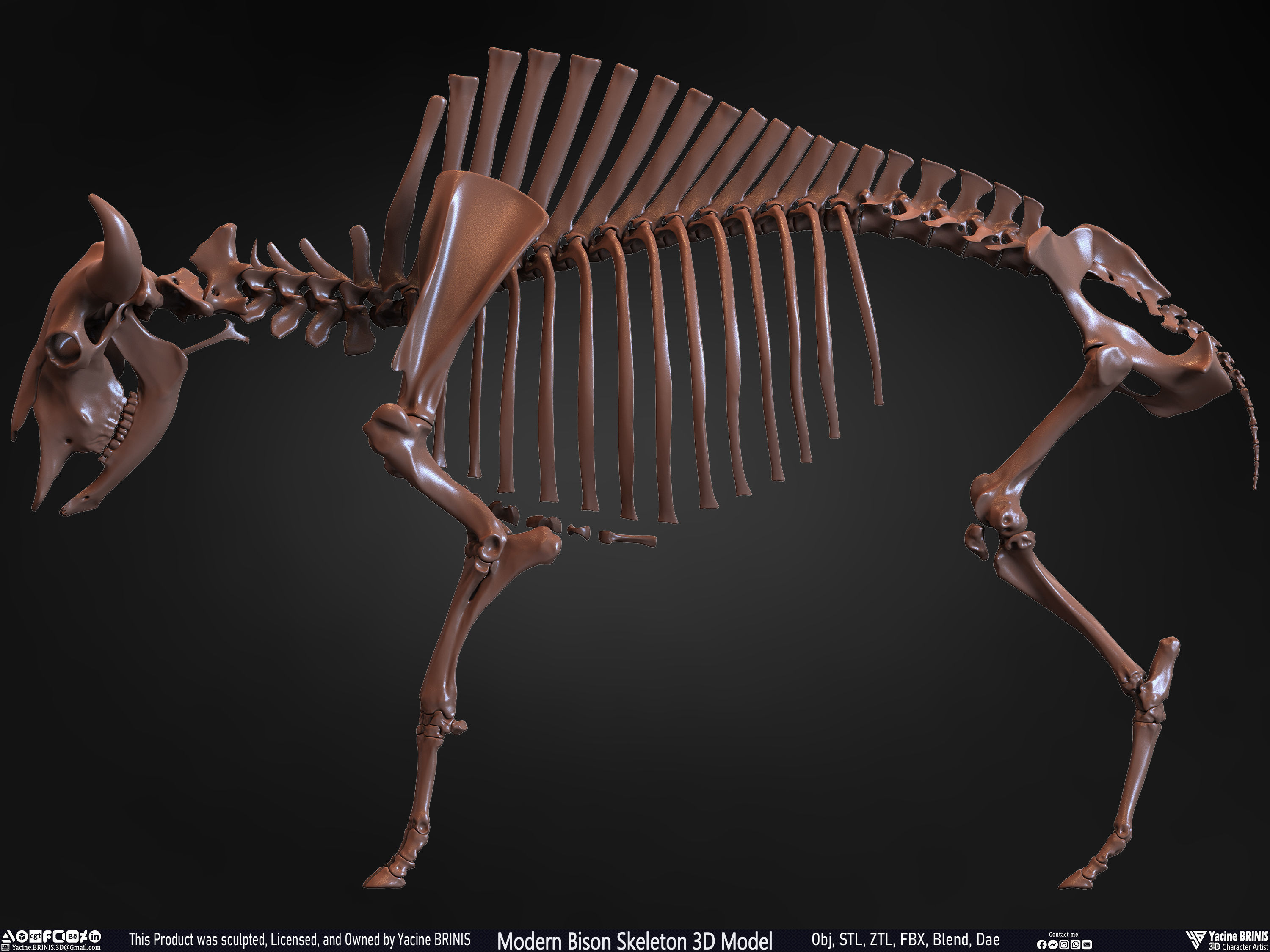 Modern Bison Skeleton 3D Model Low-poly 3D model_18