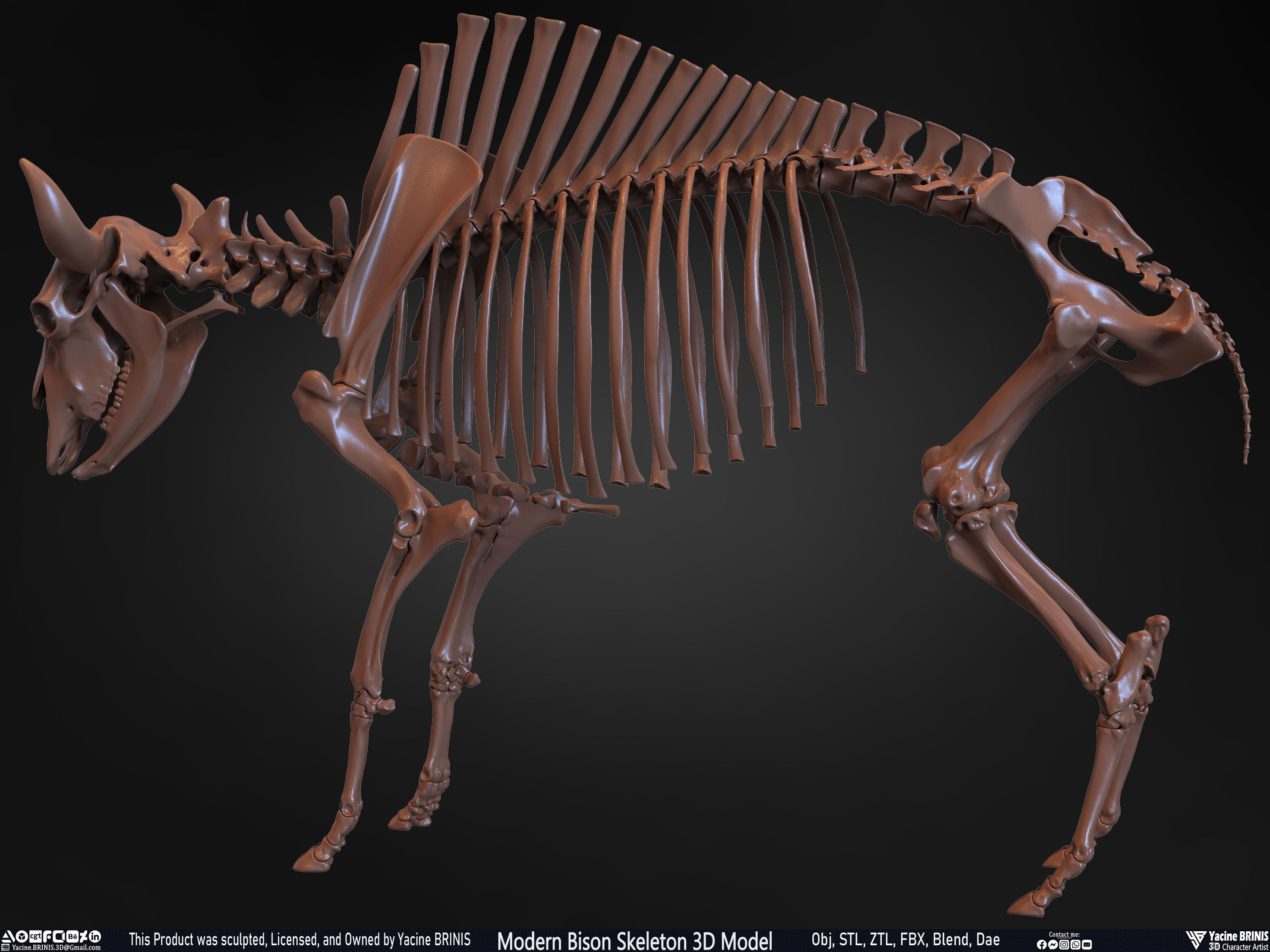 Modern Bison Skeleton 3D Model Low-poly 3D model_14