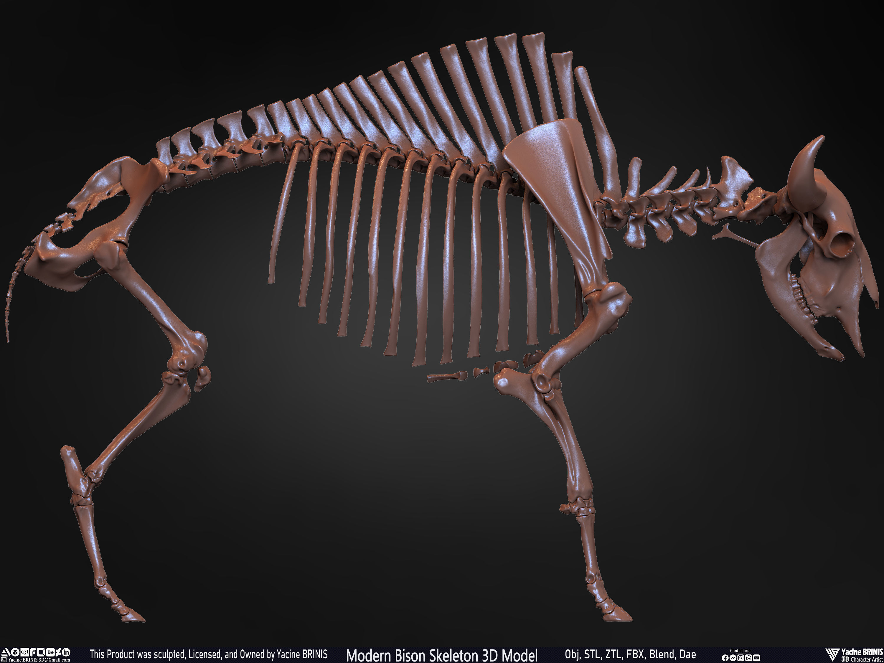 Modern Bison Skeleton 3D Model Low-poly 3D model_35