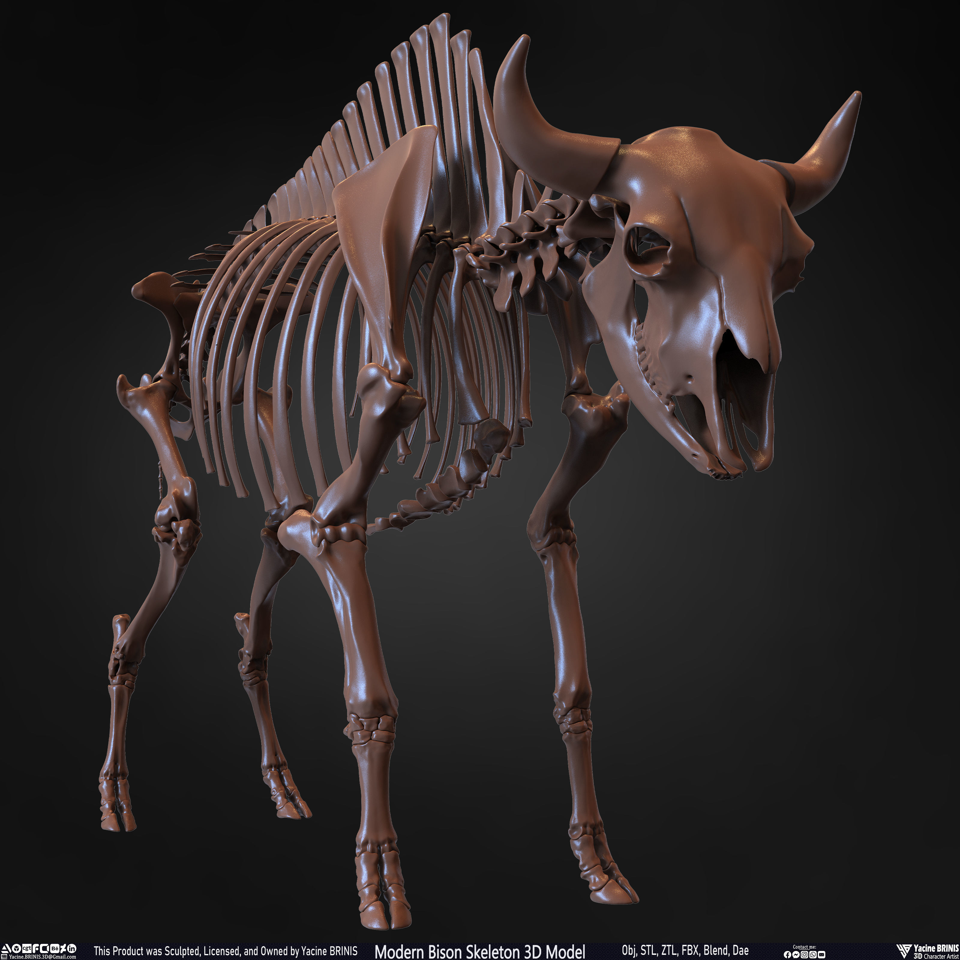 Modern Bison Skeleton 3D Model Low-poly 3D model_9