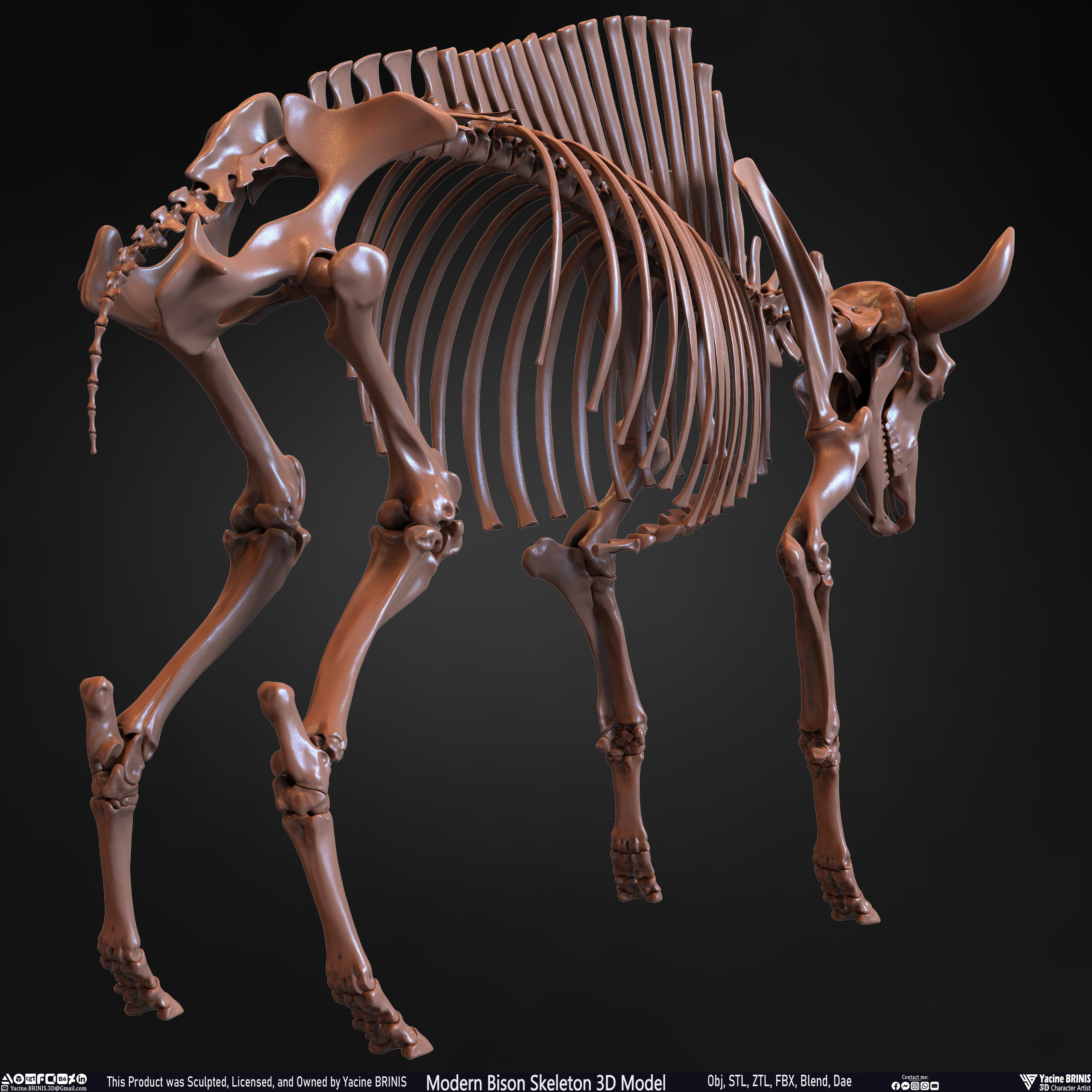 Modern Bison Skeleton 3D Model Low-poly 3D model_30
