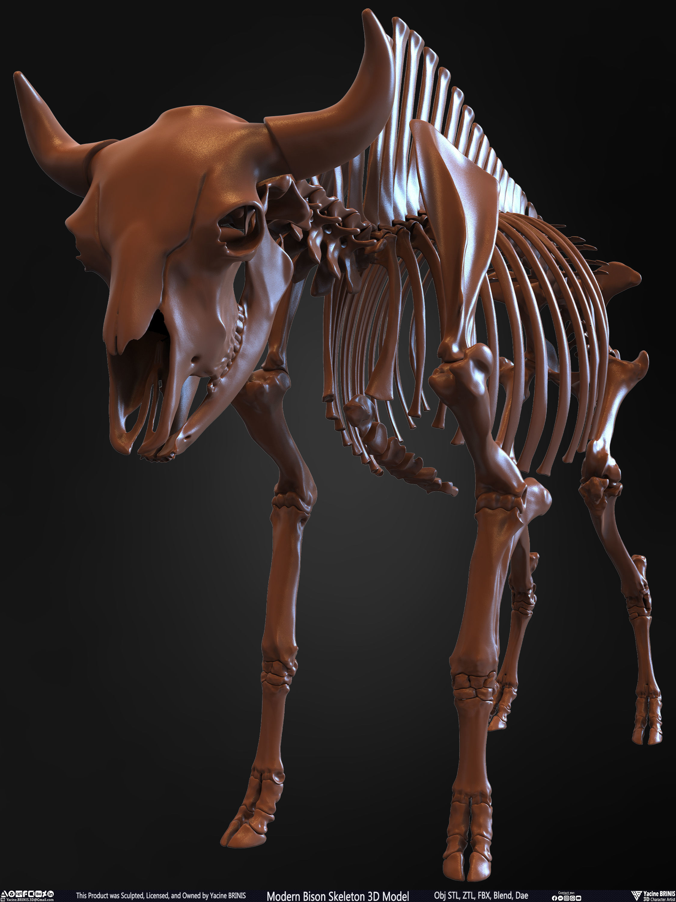 Modern Bison Skeleton 3D Model Low-poly 3D model_16