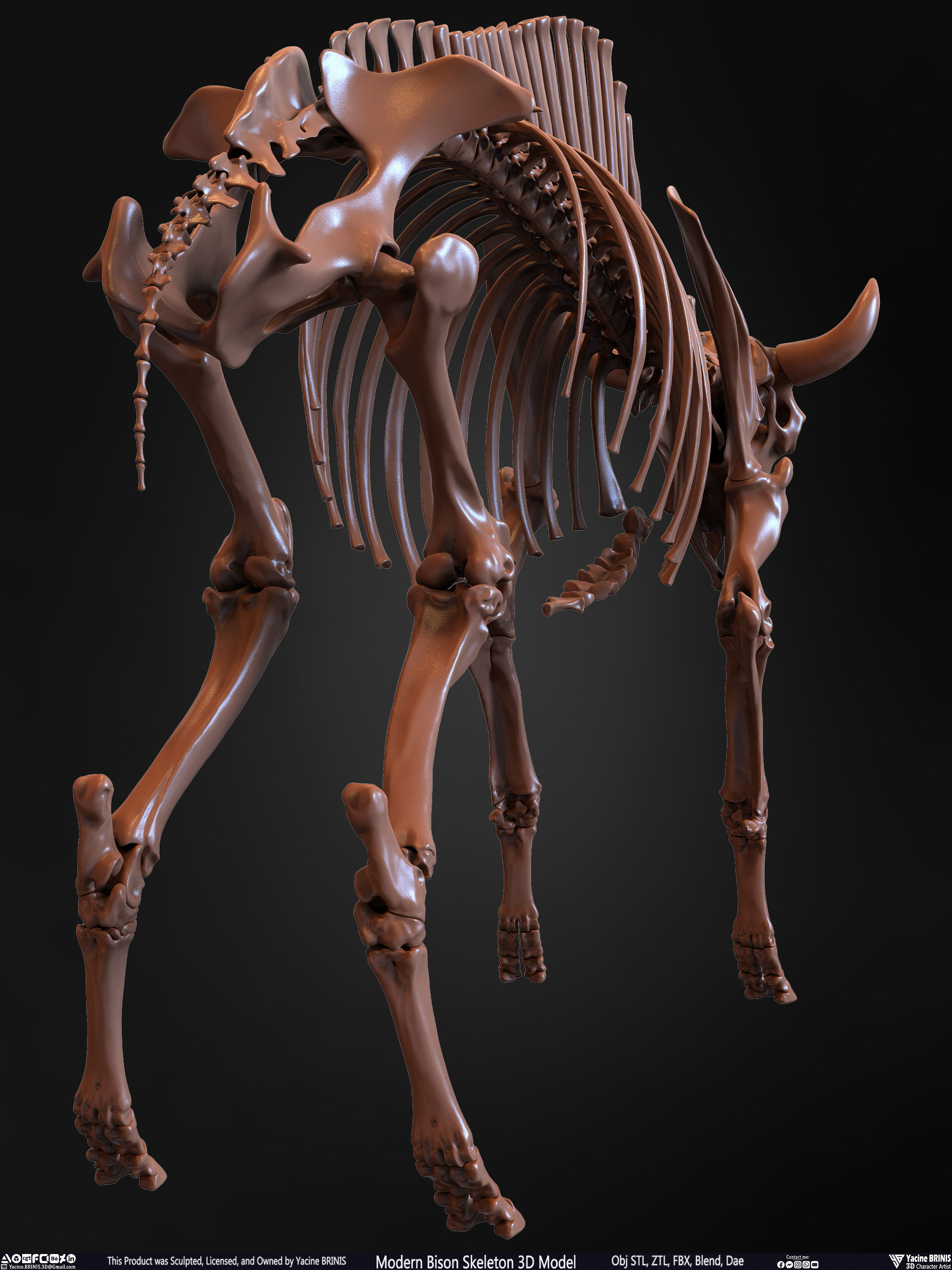 Modern Bison Skeleton 3D Model Low-poly 3D model_23