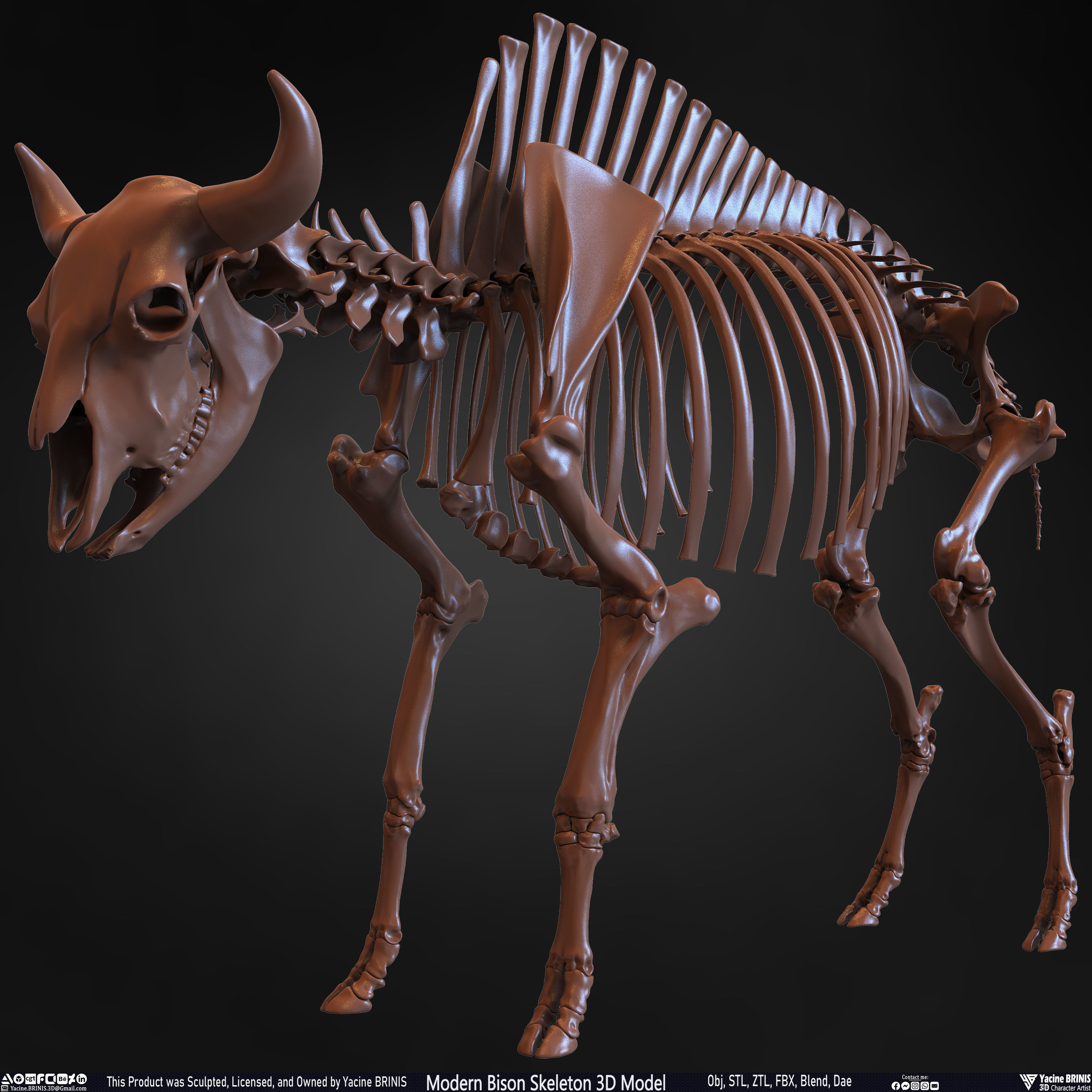 Modern Bison Skeleton 3D Model Low-poly 3D model_17