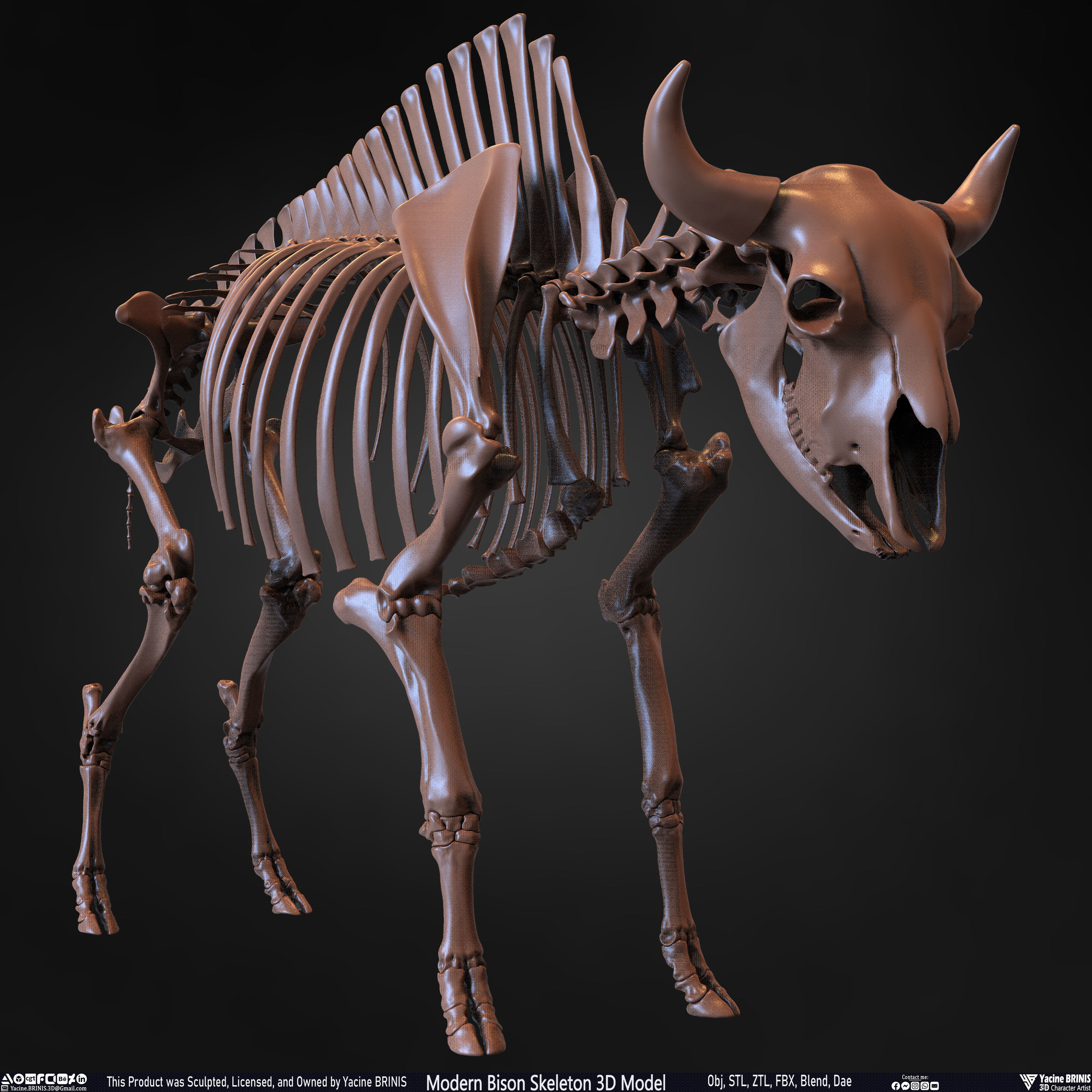 Modern Bison Skeleton 3D Model Low-poly 3D model_10