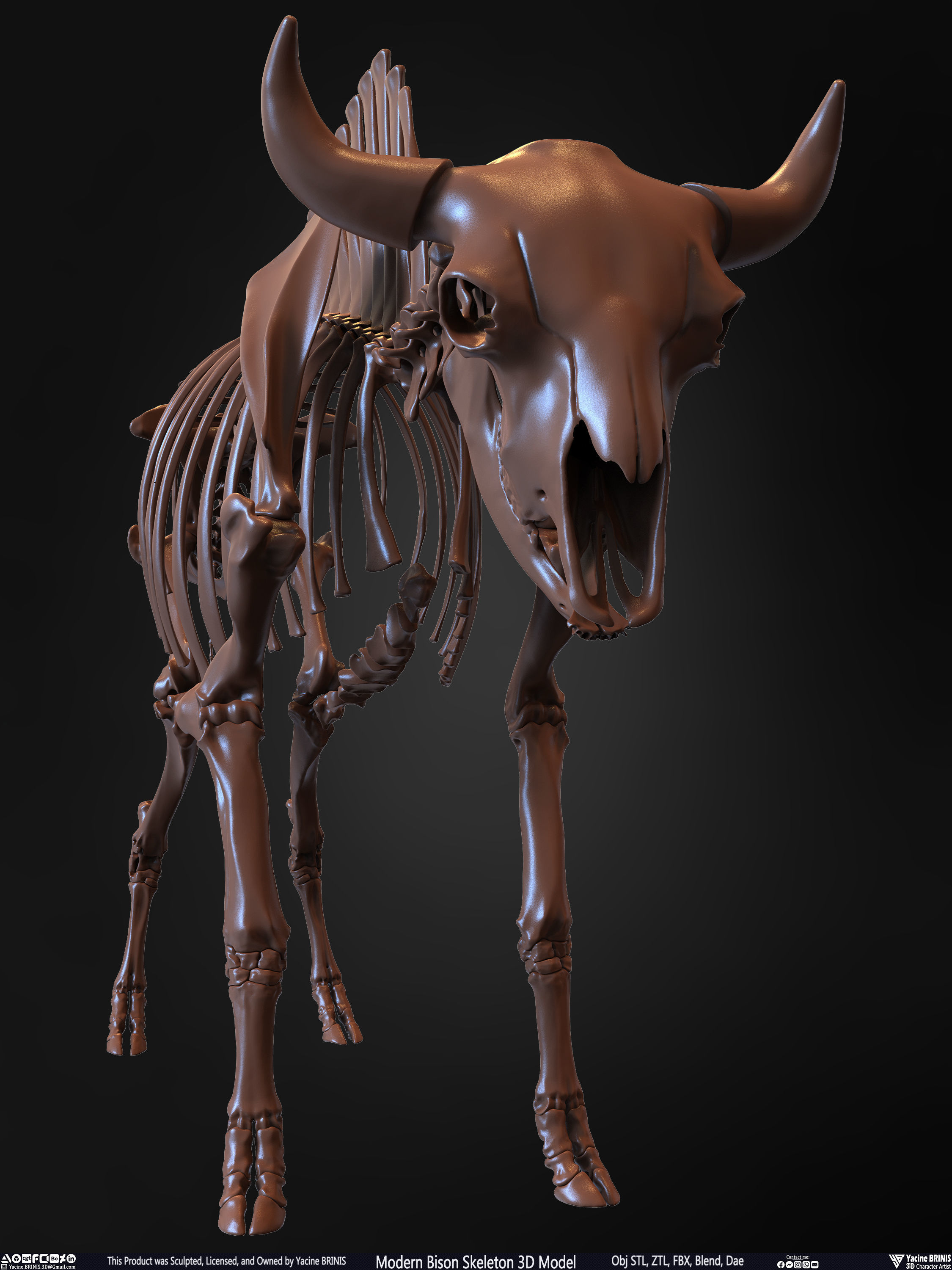 Modern Bison Skeleton 3D Model Low-poly 3D model_8