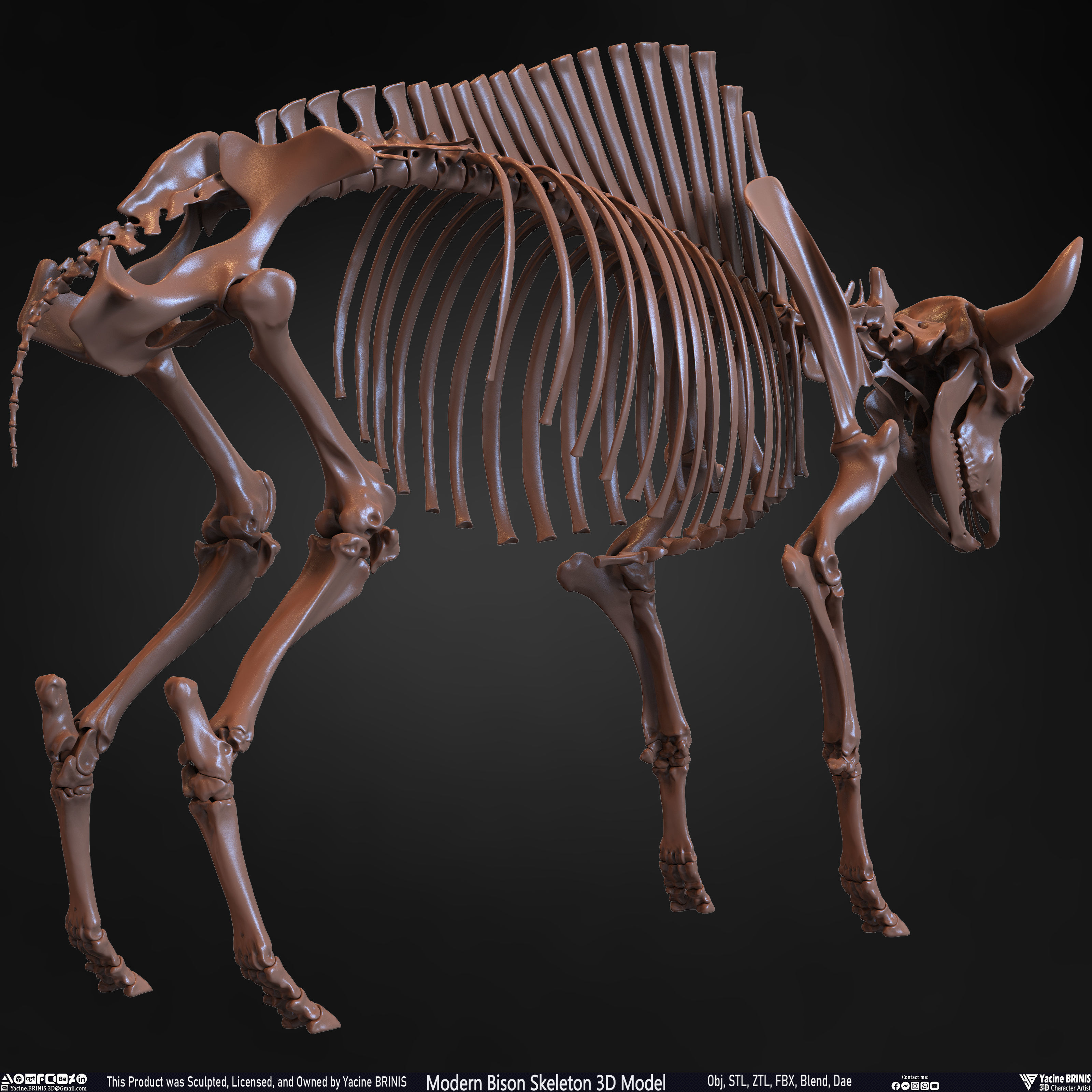 Modern Bison Skeleton 3D Model Low-poly 3D model_26