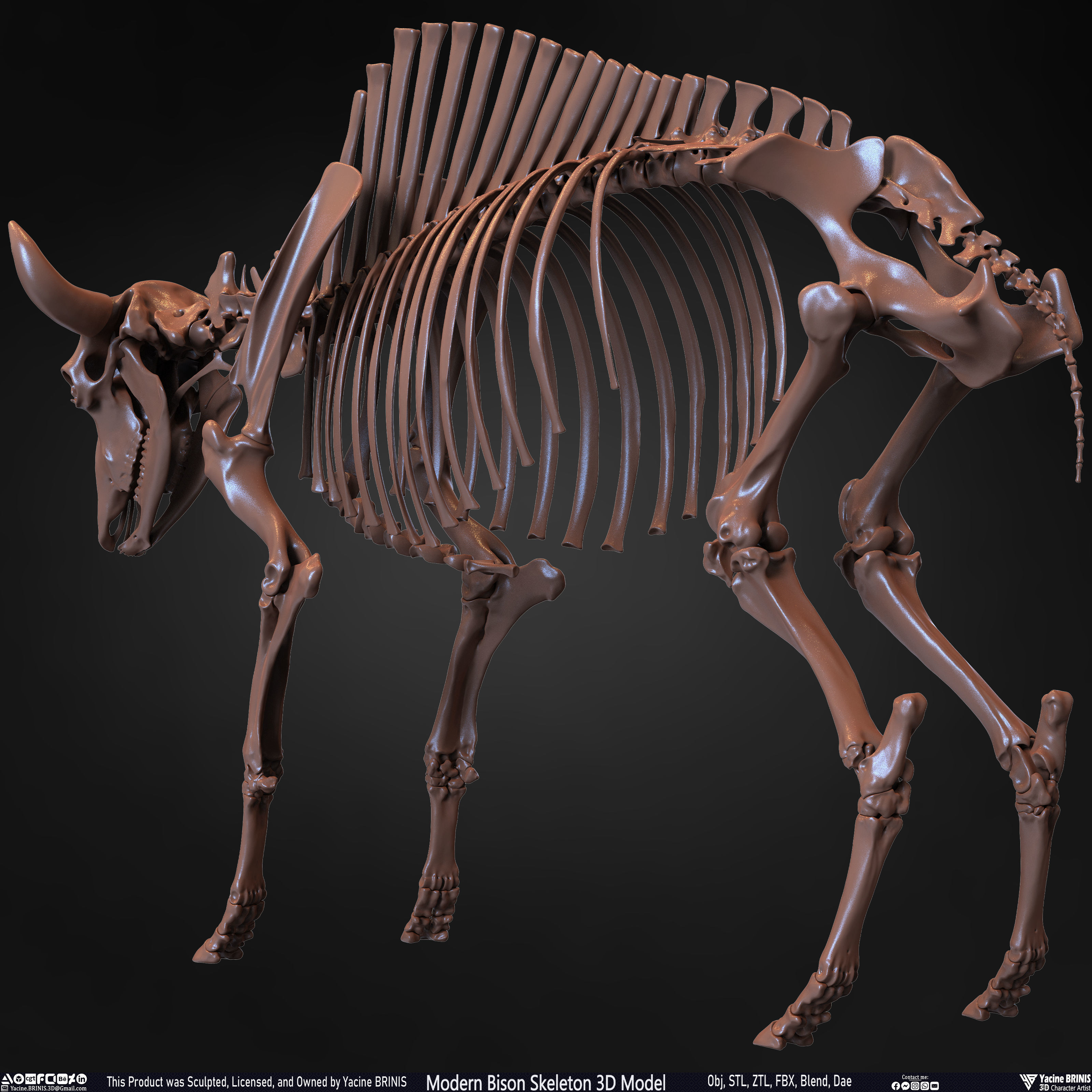 Modern Bison Skeleton 3D Model Low-poly 3D model_27