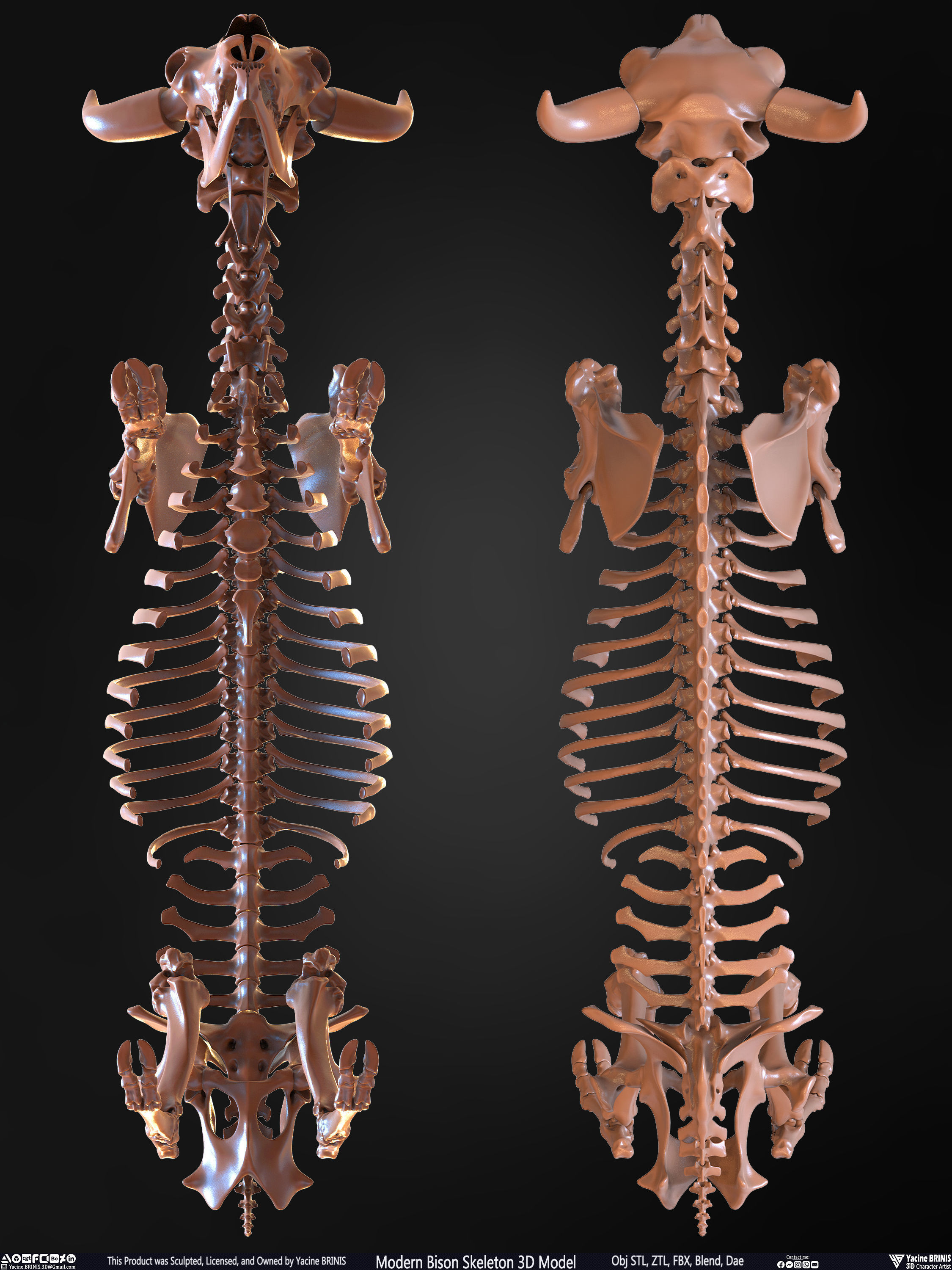 Modern Bison Skeleton 3D Model Low-poly 3D model_33