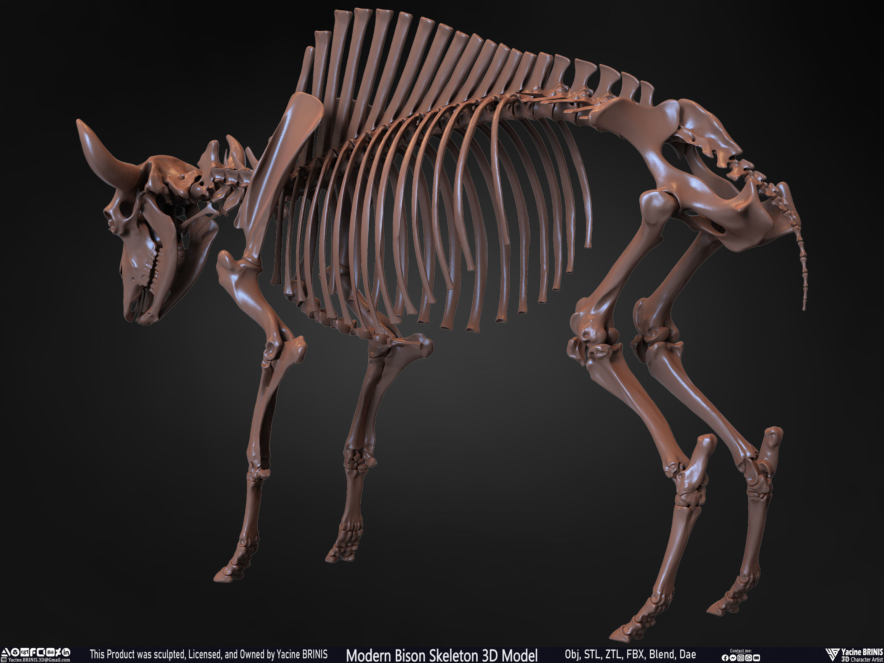Modern Bison Skeleton 3D Model Low-poly 3D model_29