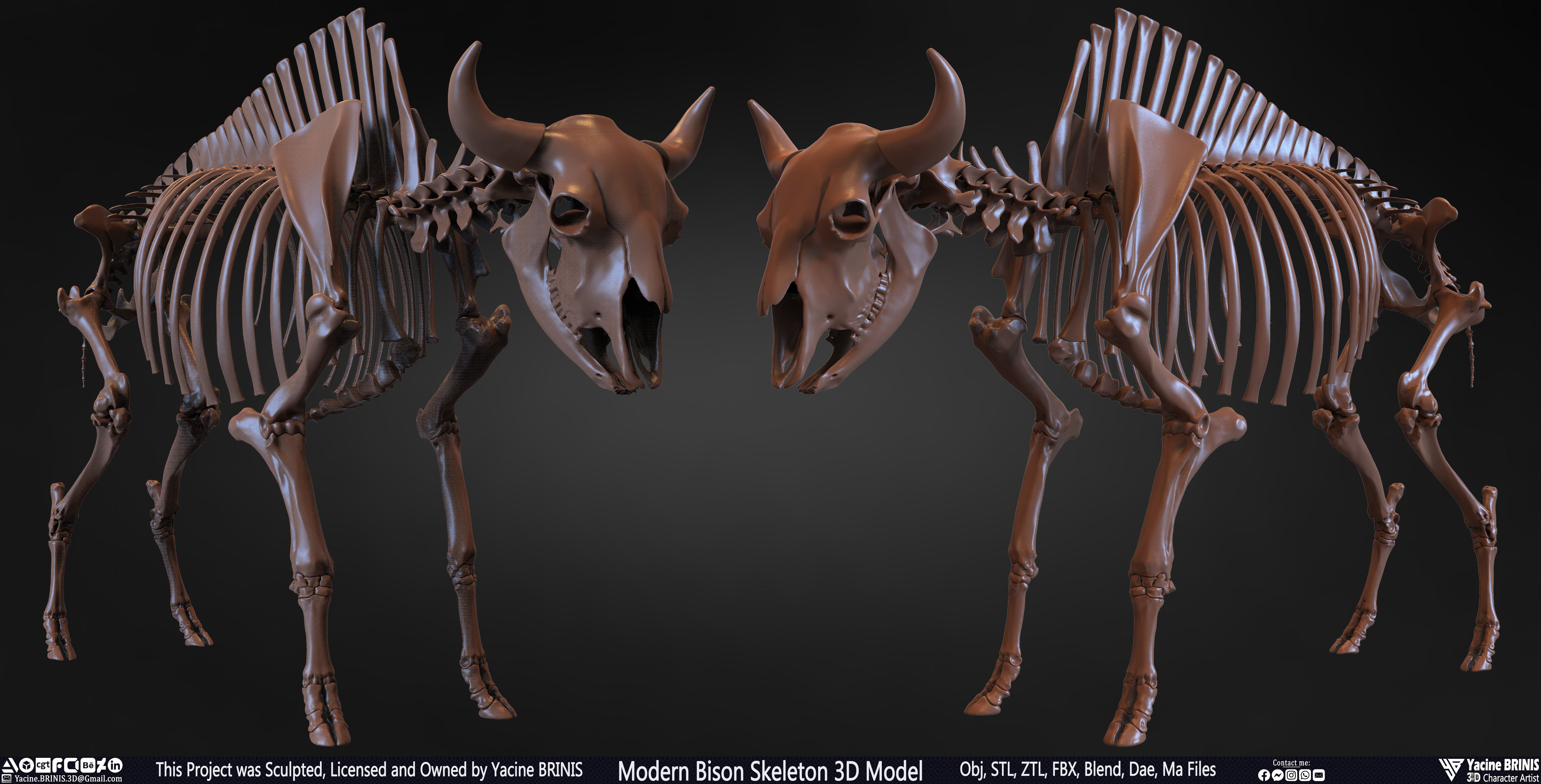 Modern Bison Skeleton 3D Model Low-poly 3D model_3