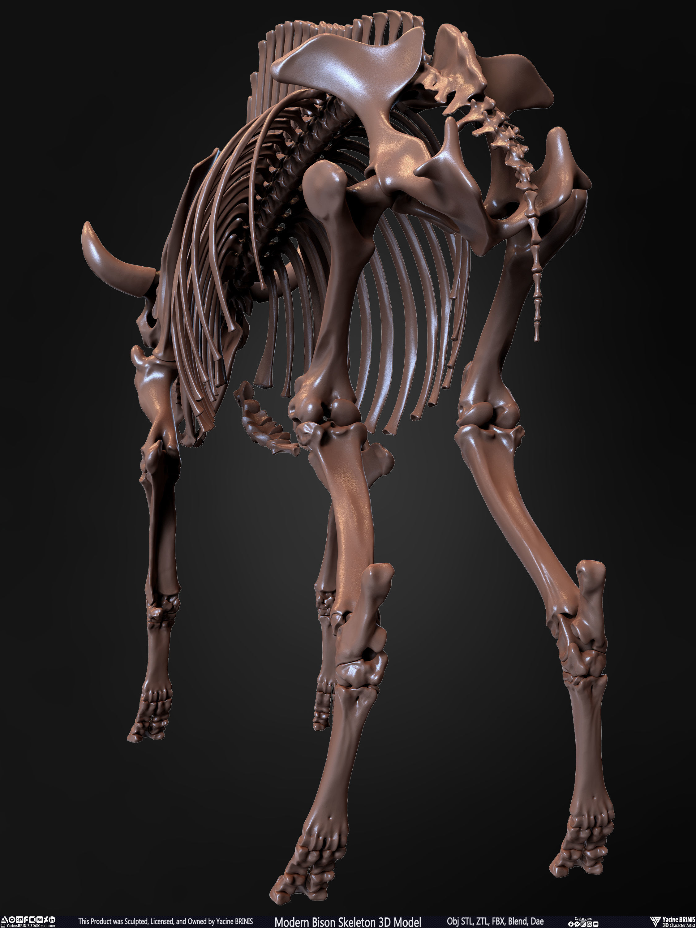 Modern Bison Skeleton 3D Model Low-poly 3D model_31