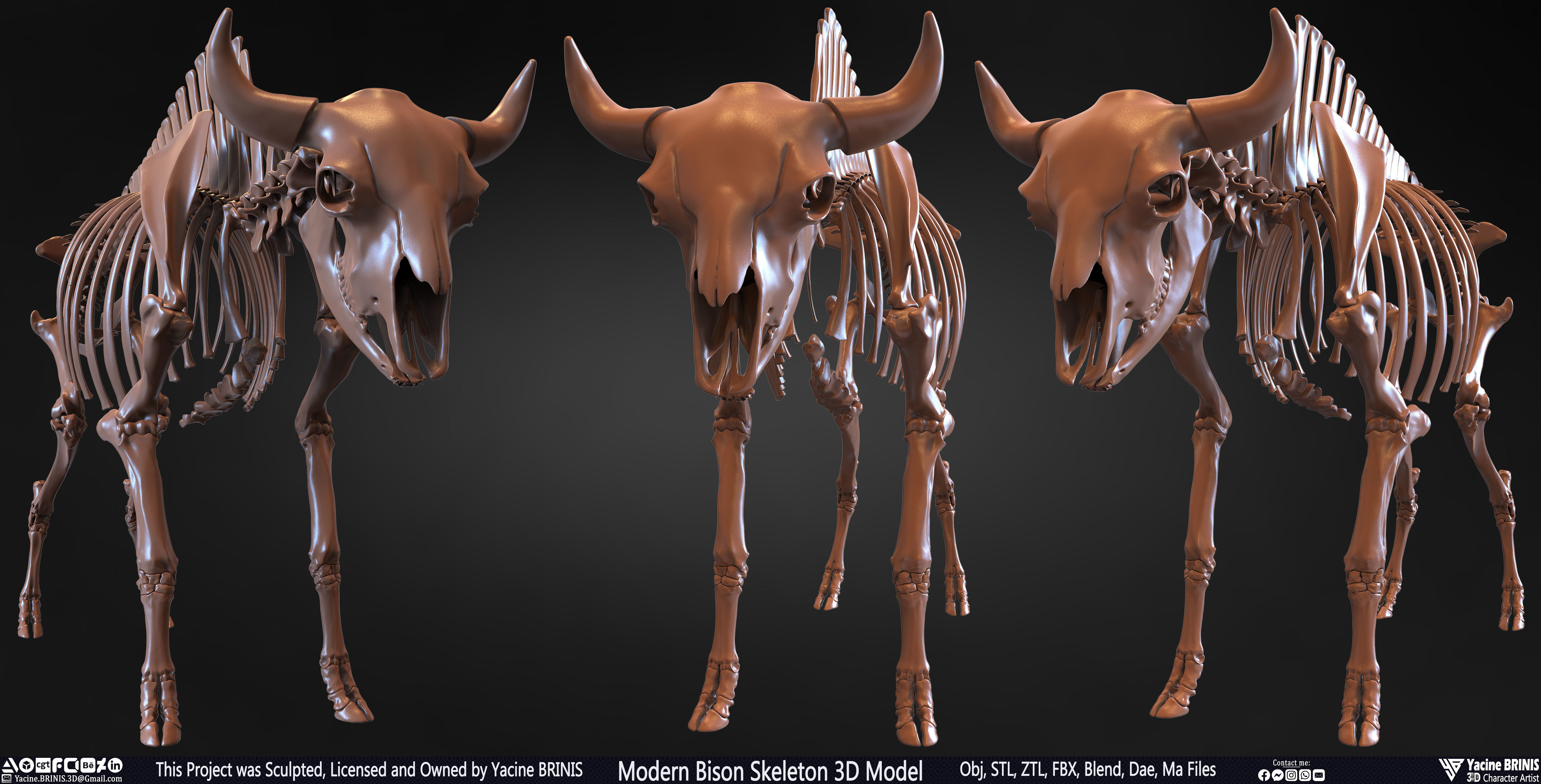 Modern Bison Skeleton 3D Model Low-poly 3D model_2