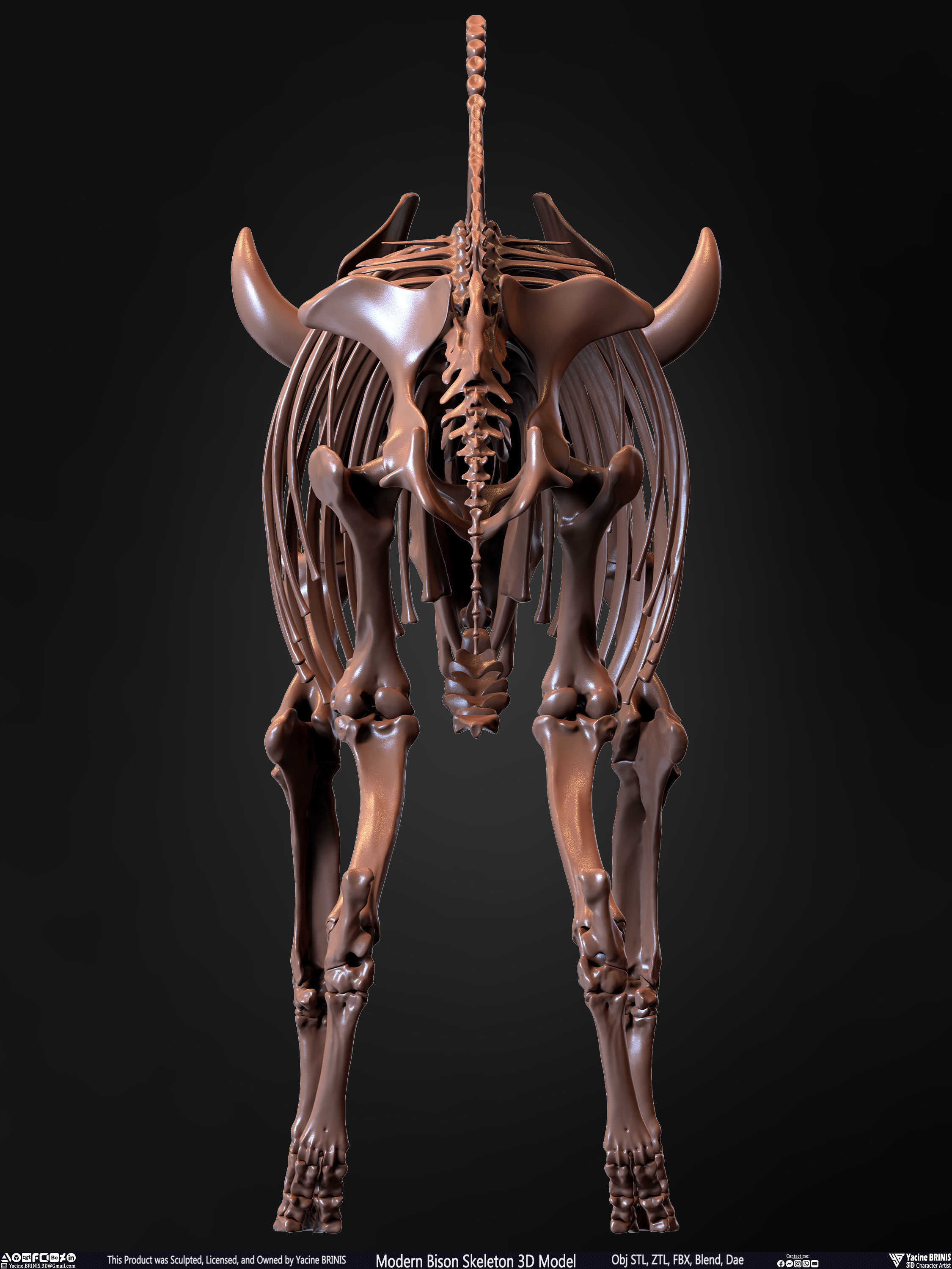 Modern Bison Skeleton 3D Model Low-poly 3D model_22