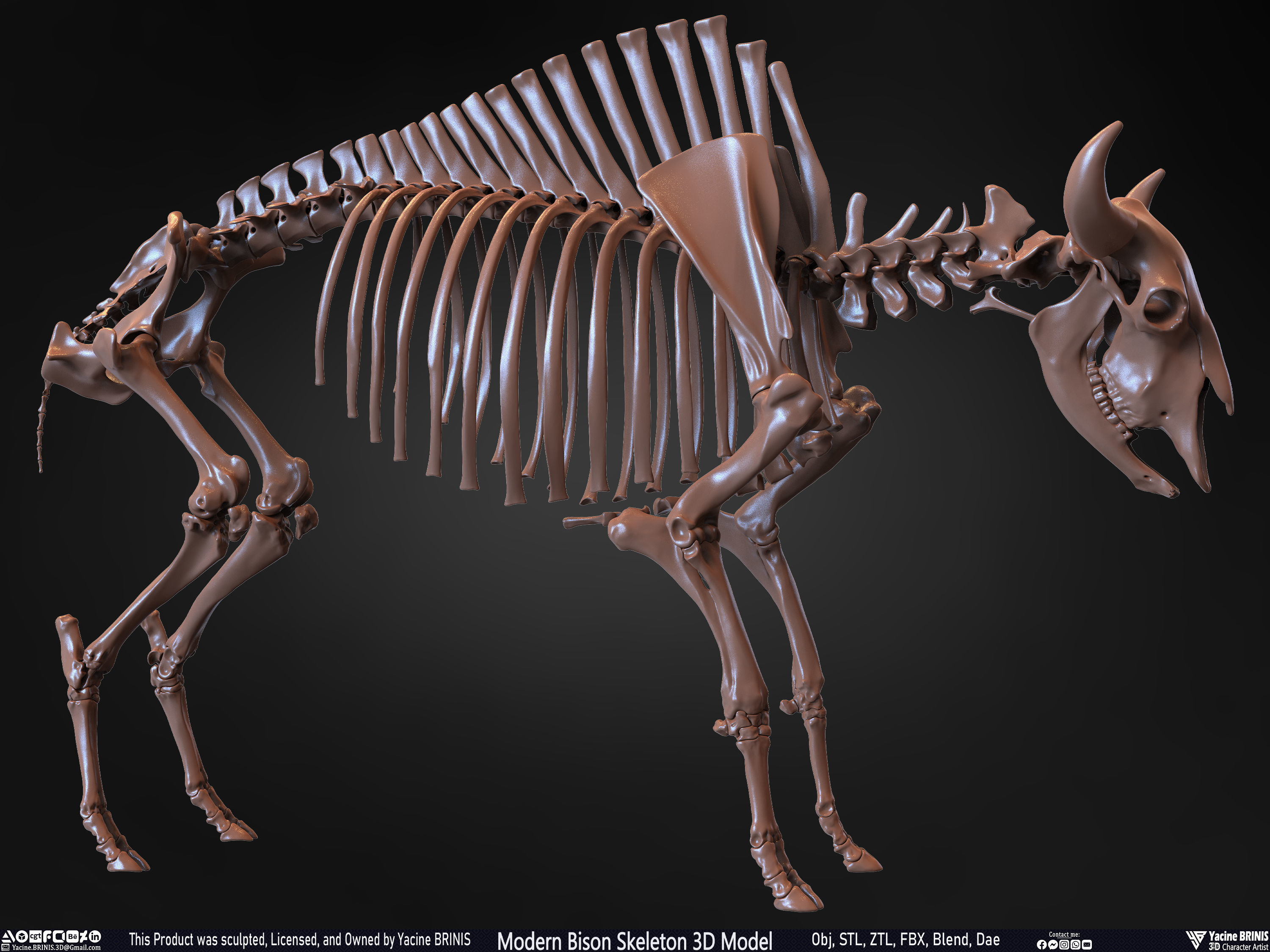 Modern Bison Skeleton 3D Model Low-poly 3D model_37