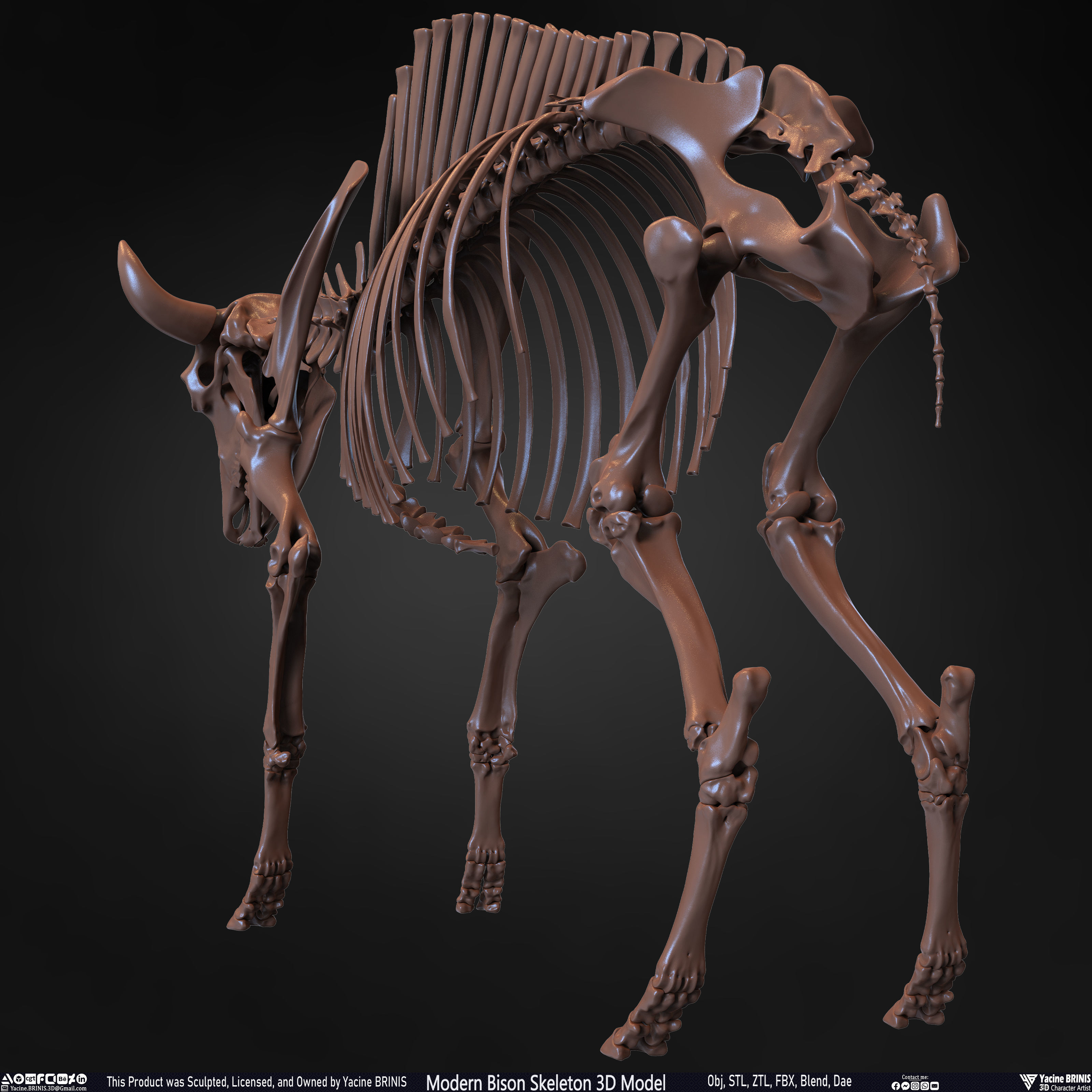 Modern Bison Skeleton 3D Model Low-poly 3D model_25