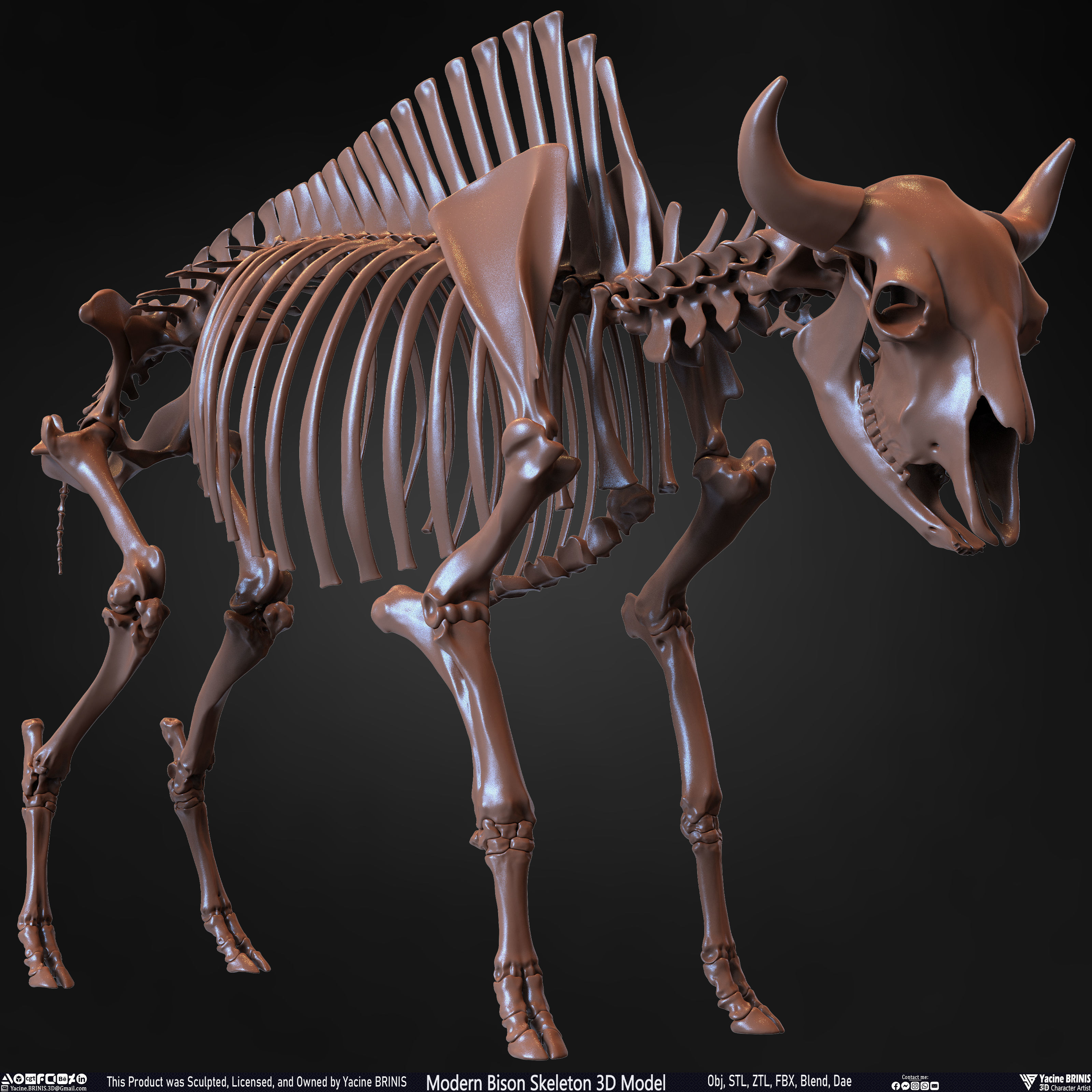 Modern Bison Skeleton 3D Model Low-poly 3D model_38