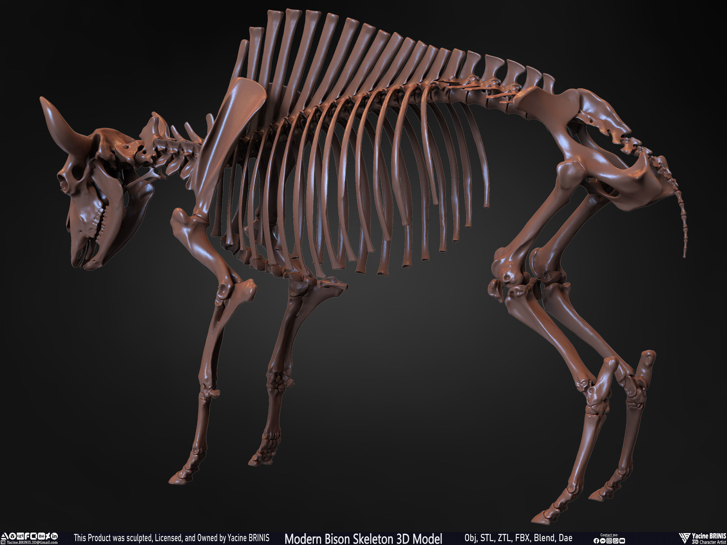 Modern Bison Skeleton 3D Model Low-poly 3D model_20
