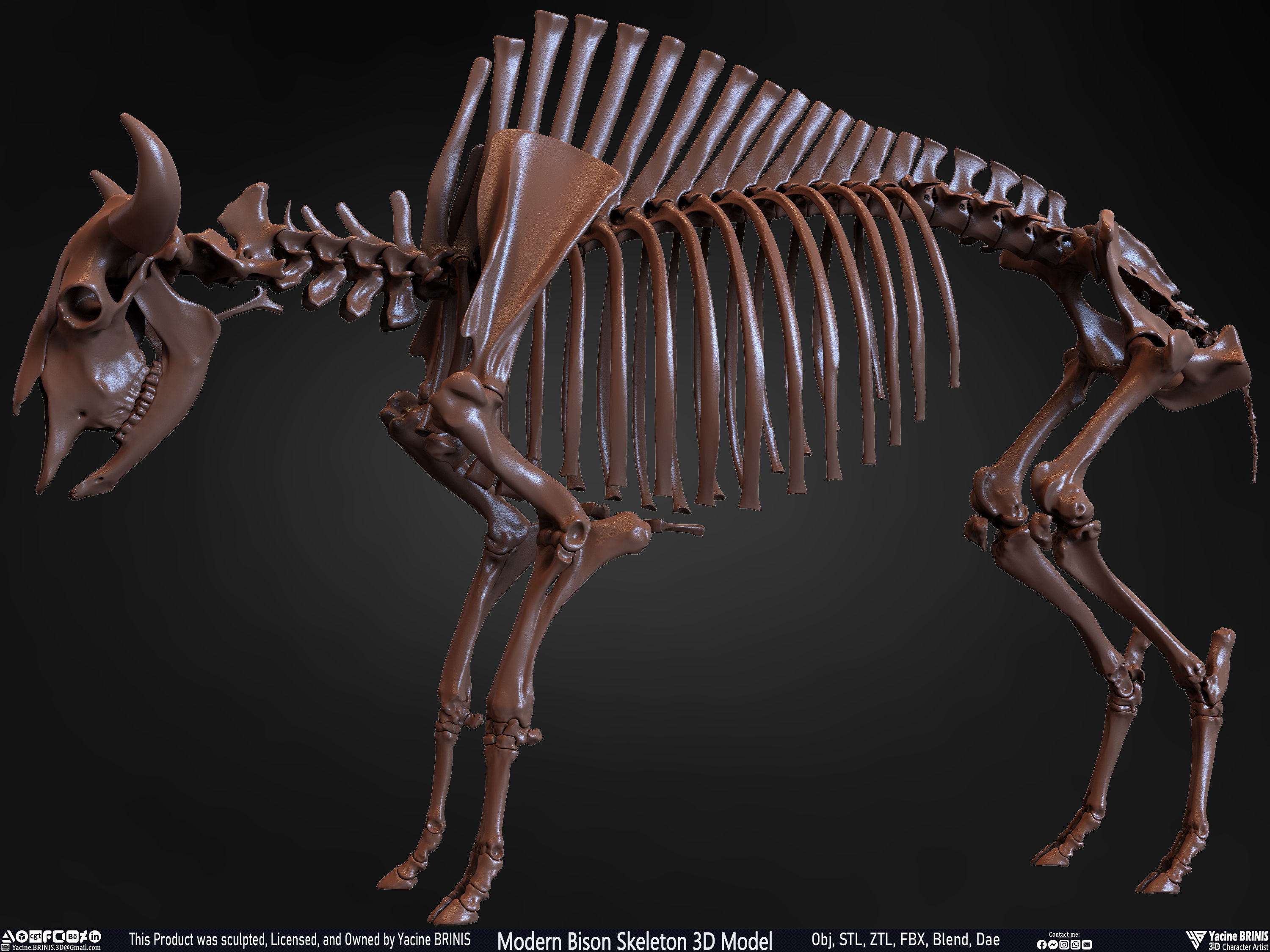 Modern Bison Skeleton 3D Model Low-poly 3D model_19