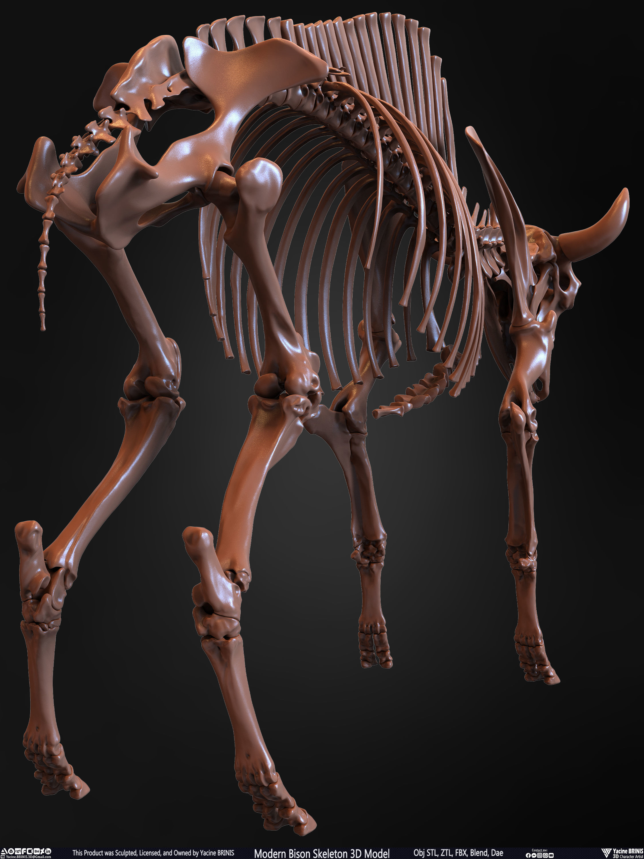 Modern Bison Skeleton 3D Model Low-poly 3D model_28