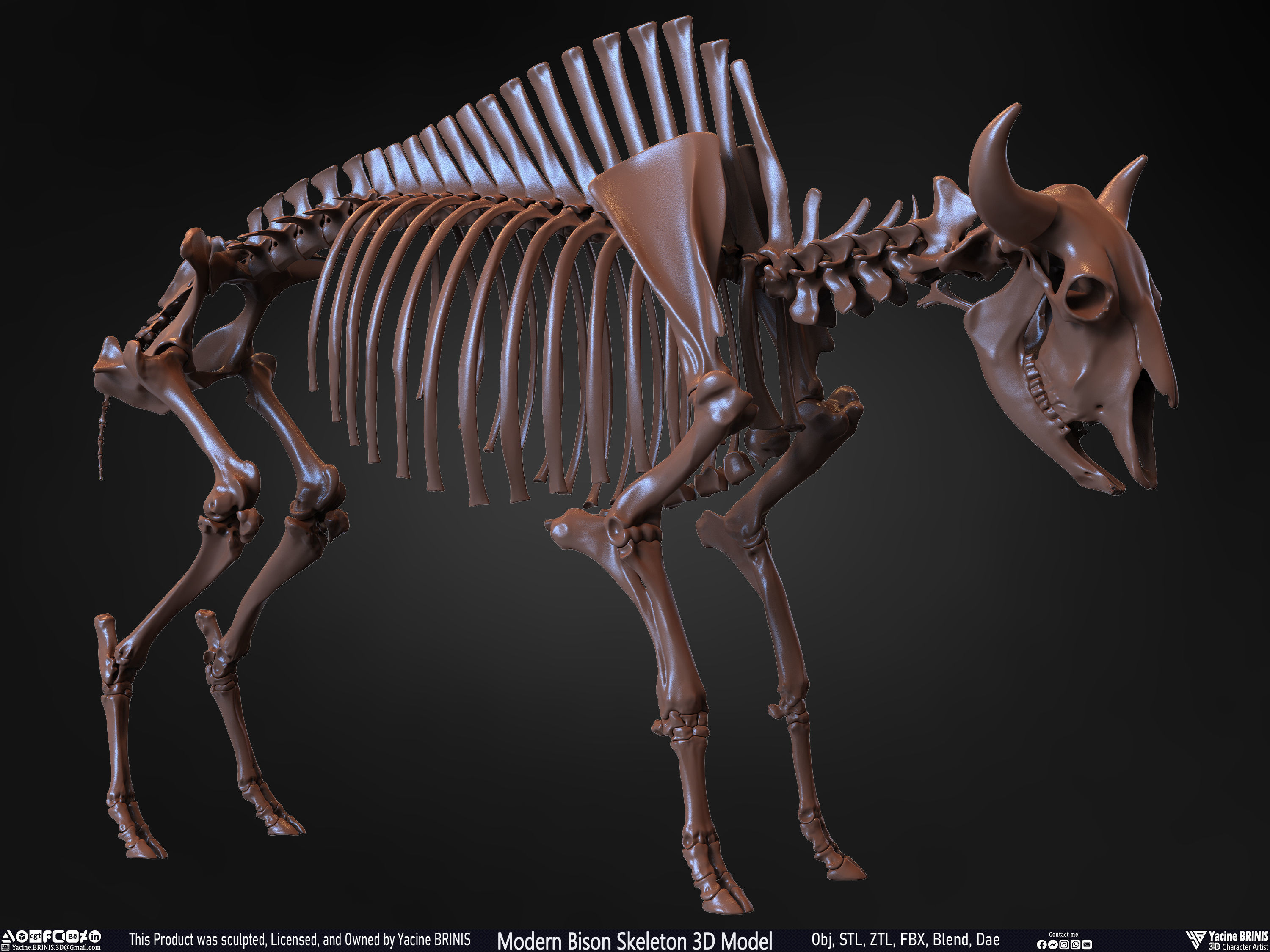 Modern Bison Skeleton 3D Model Low-poly 3D model_36