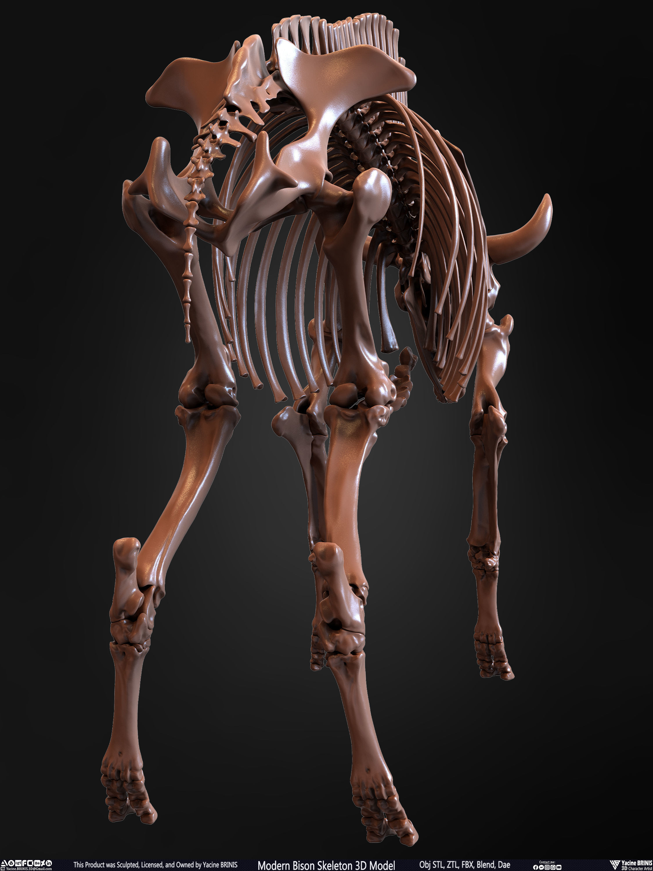 Modern Bison Skeleton 3D Model Low-poly 3D model_24