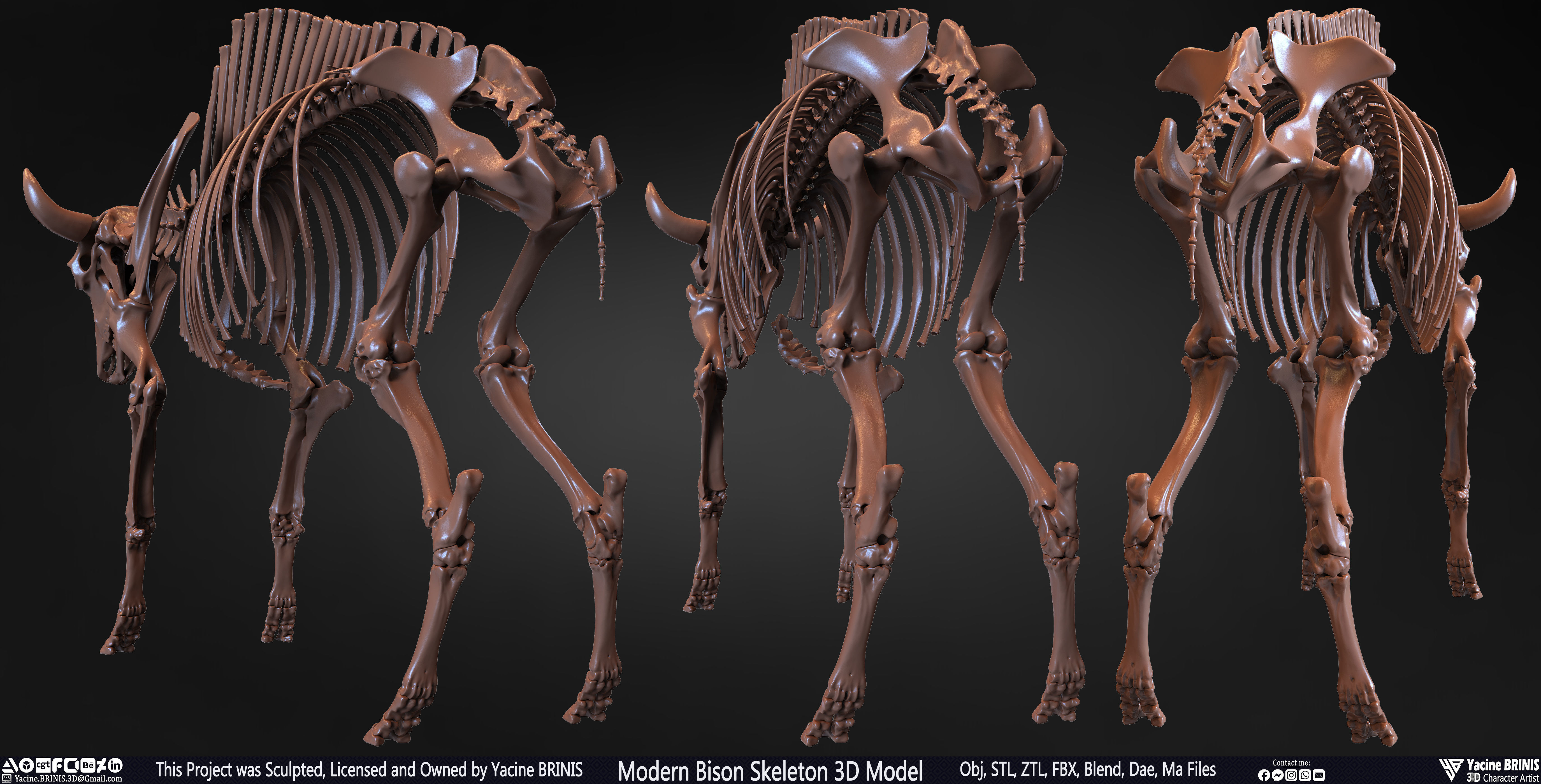 Modern Bison Skeleton 3D Model Low-poly 3D model_4