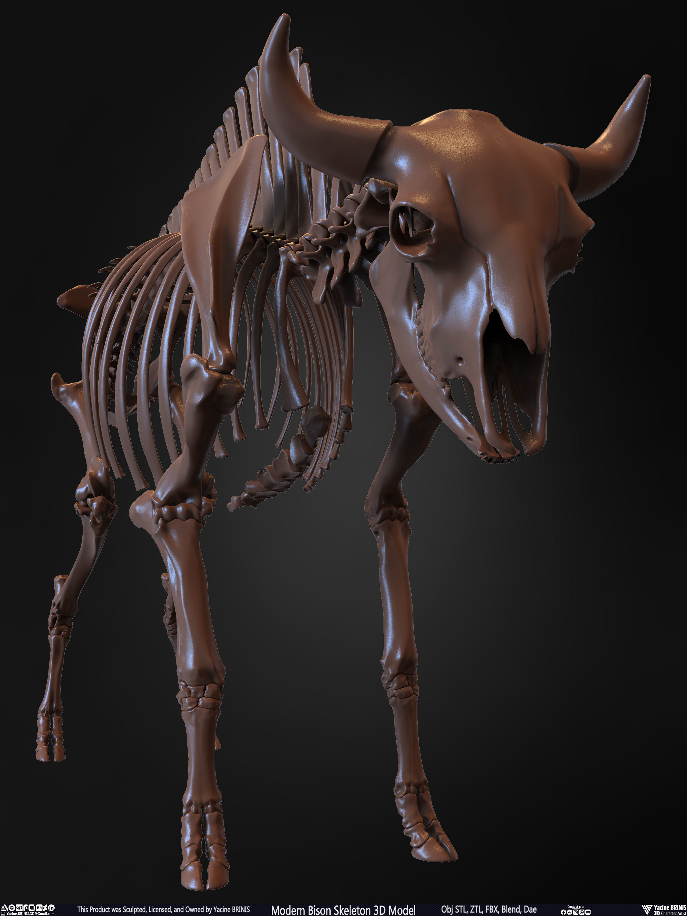 Modern Bison Skeleton 3D Model Low-poly 3D model_7