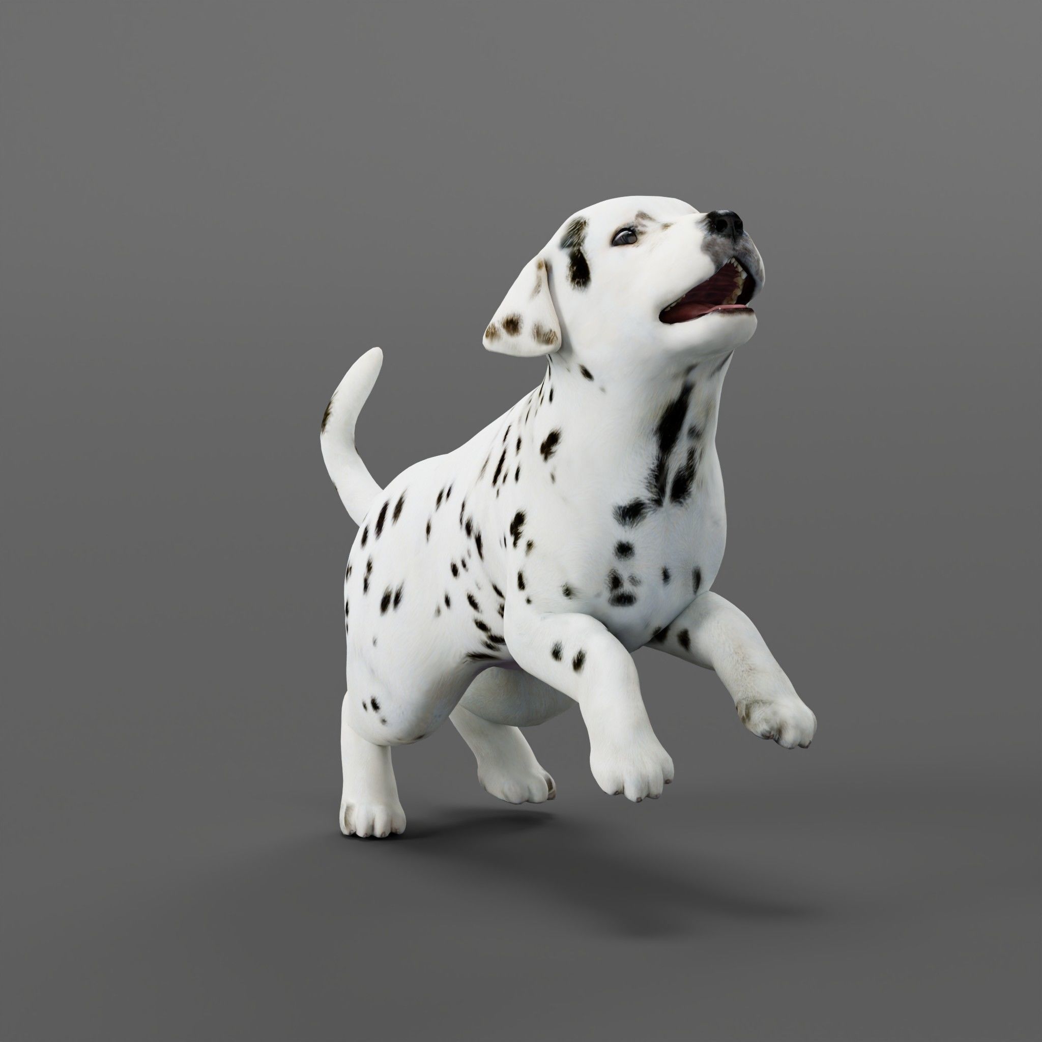 Dalmatian Puppy Dog 3D model_17